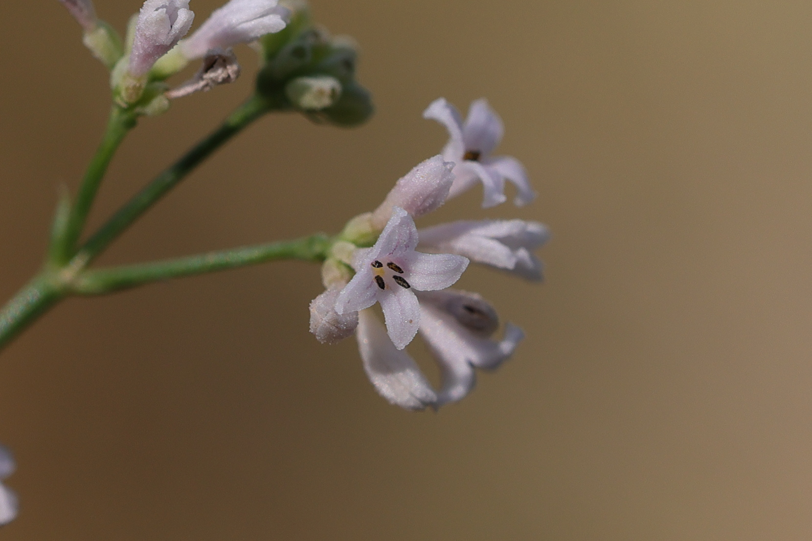 Afficher le média asperula_cynanchica5md asperula_cynanchica5md