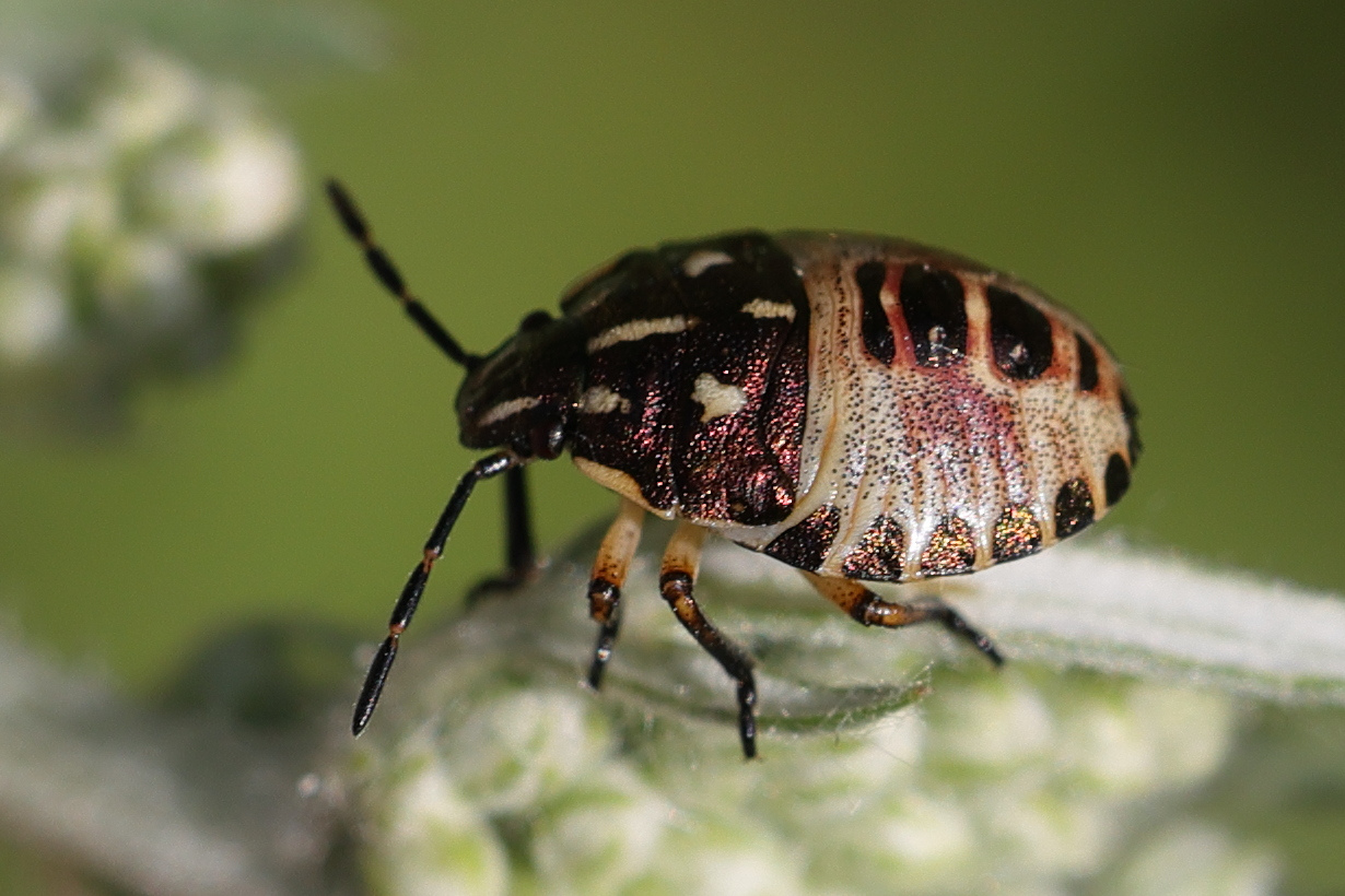 carpocoris_purpureipennis_juv1md