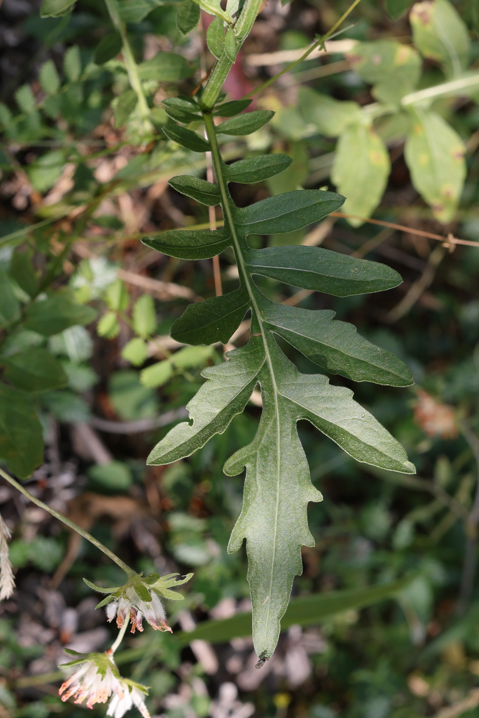 Afficher le média centaurea_scabiosa2md centaurea_scabiosa2md