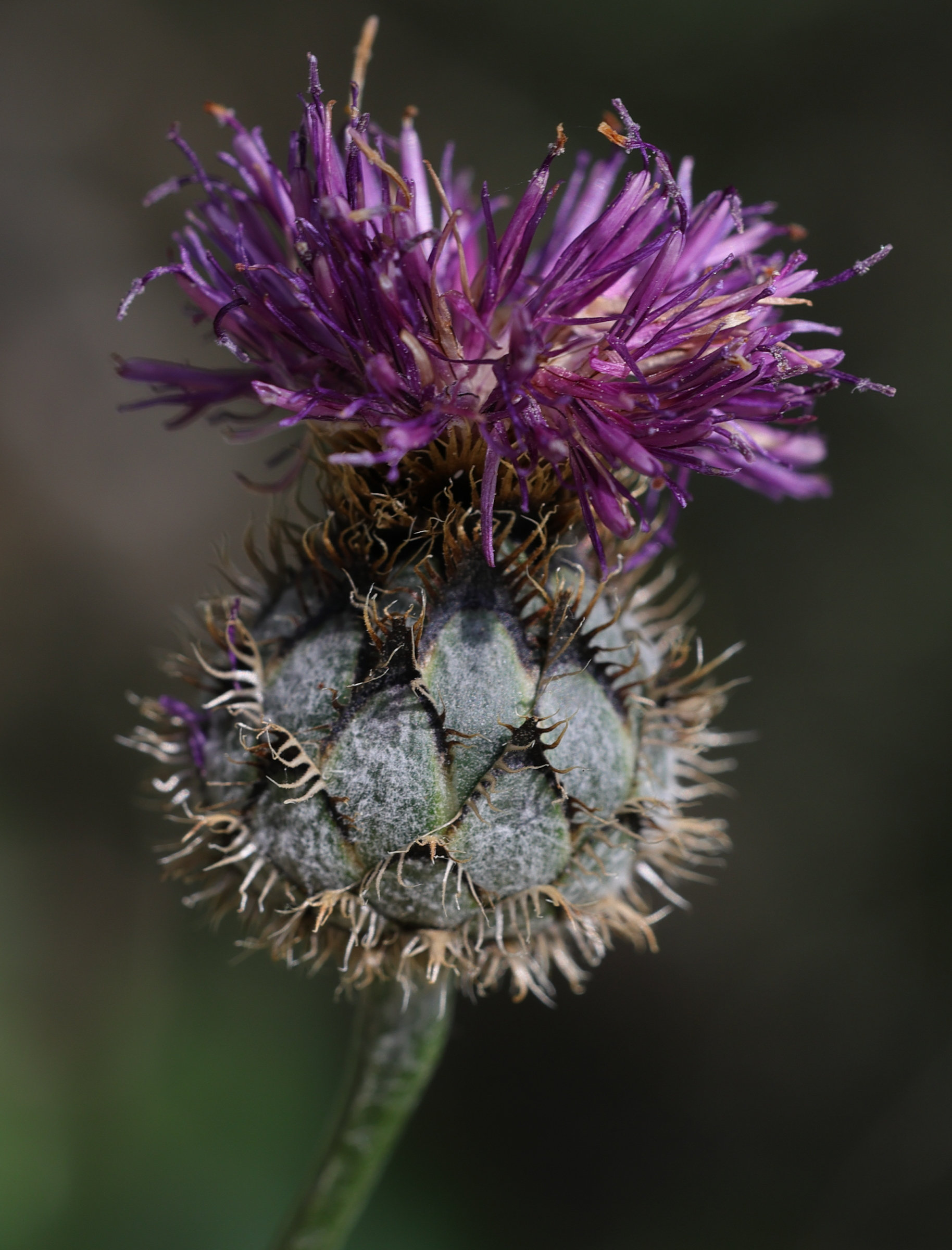 Afficher le média centaurea_scabiosa5amd centaurea_scabiosa5amd