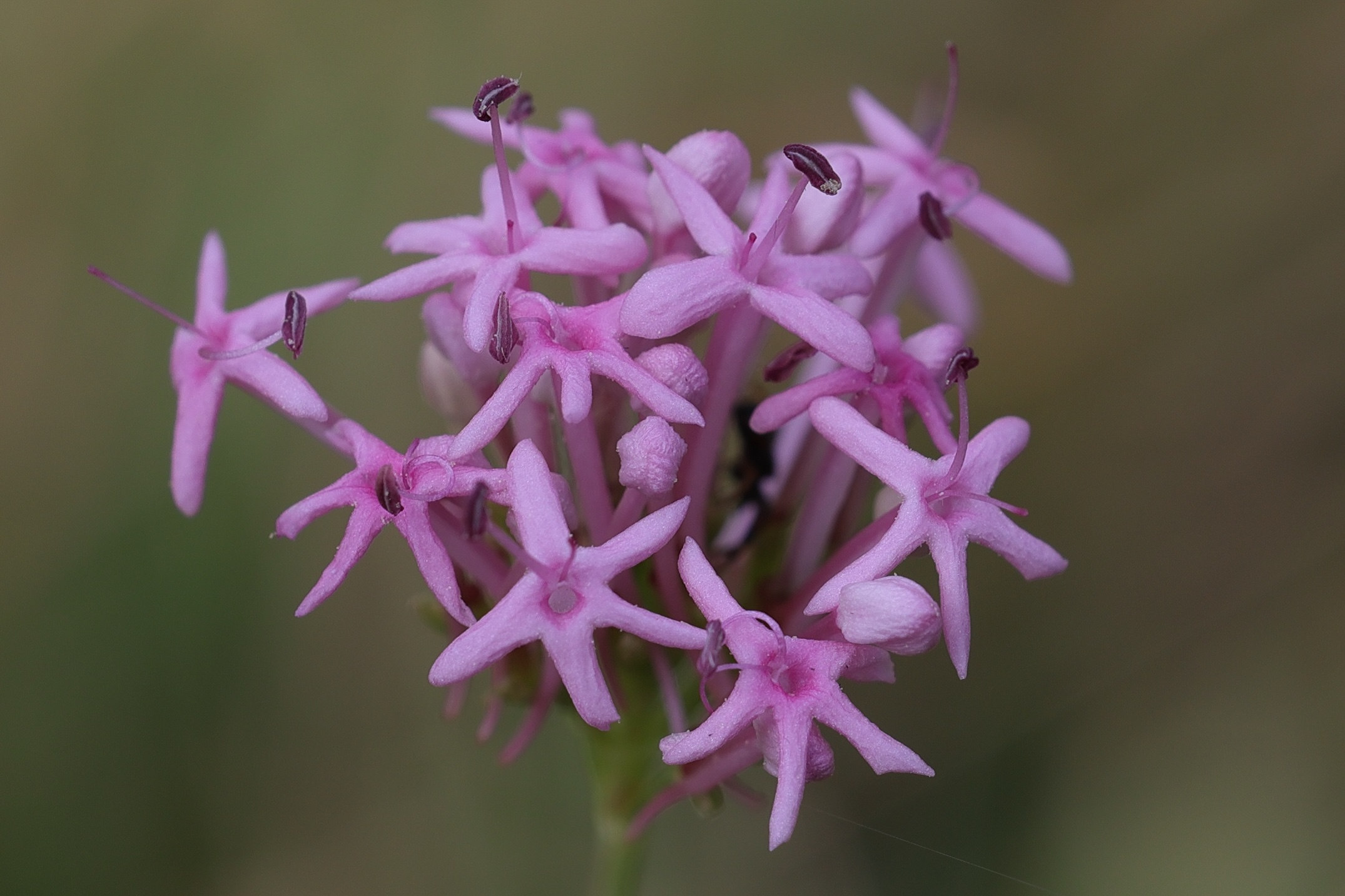 Afficher le média centranthus_angustifolius5md centranthus_angustifolius5md