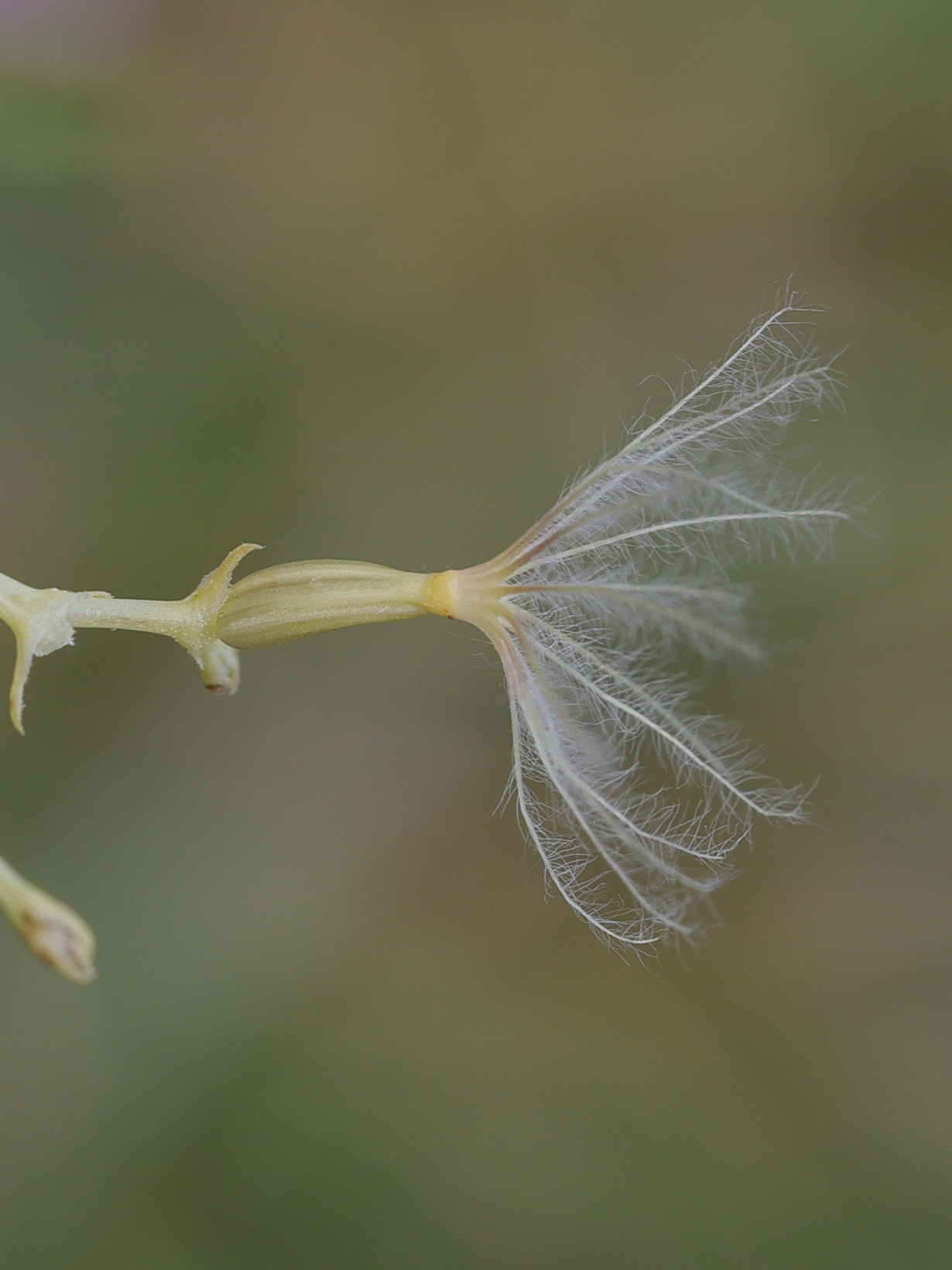 Afficher le média centranthus_angustifolius6md centranthus_angustifolius6md