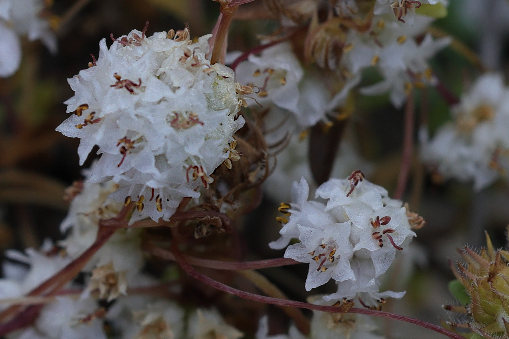 cuscuta_epithymum5md