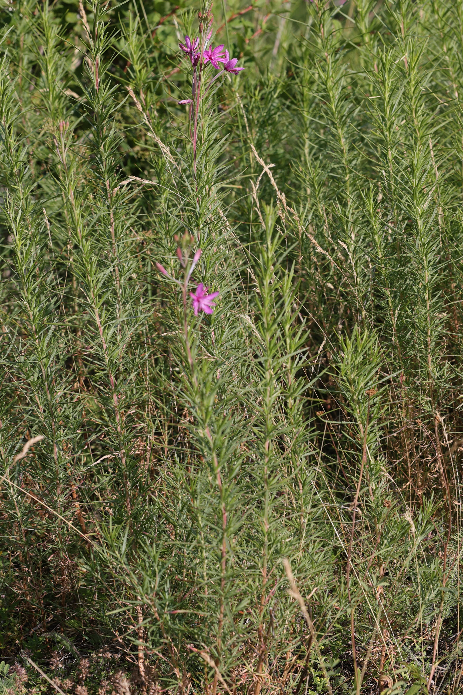 Afficher le média epilobium_dodonaei1md epilobium_dodonaei1md