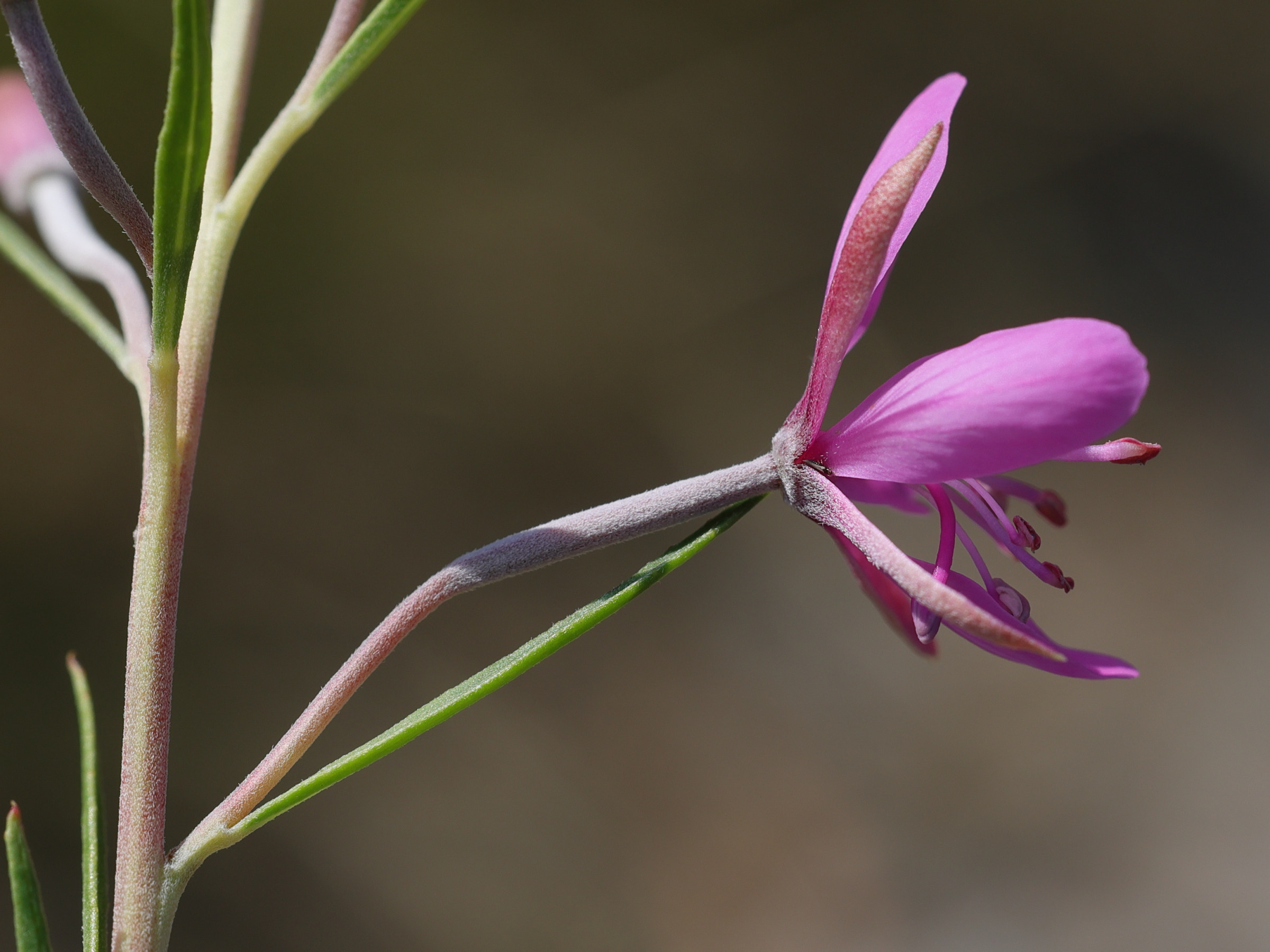 Afficher le média epilobium_dodonaei6md epilobium_dodonaei6md