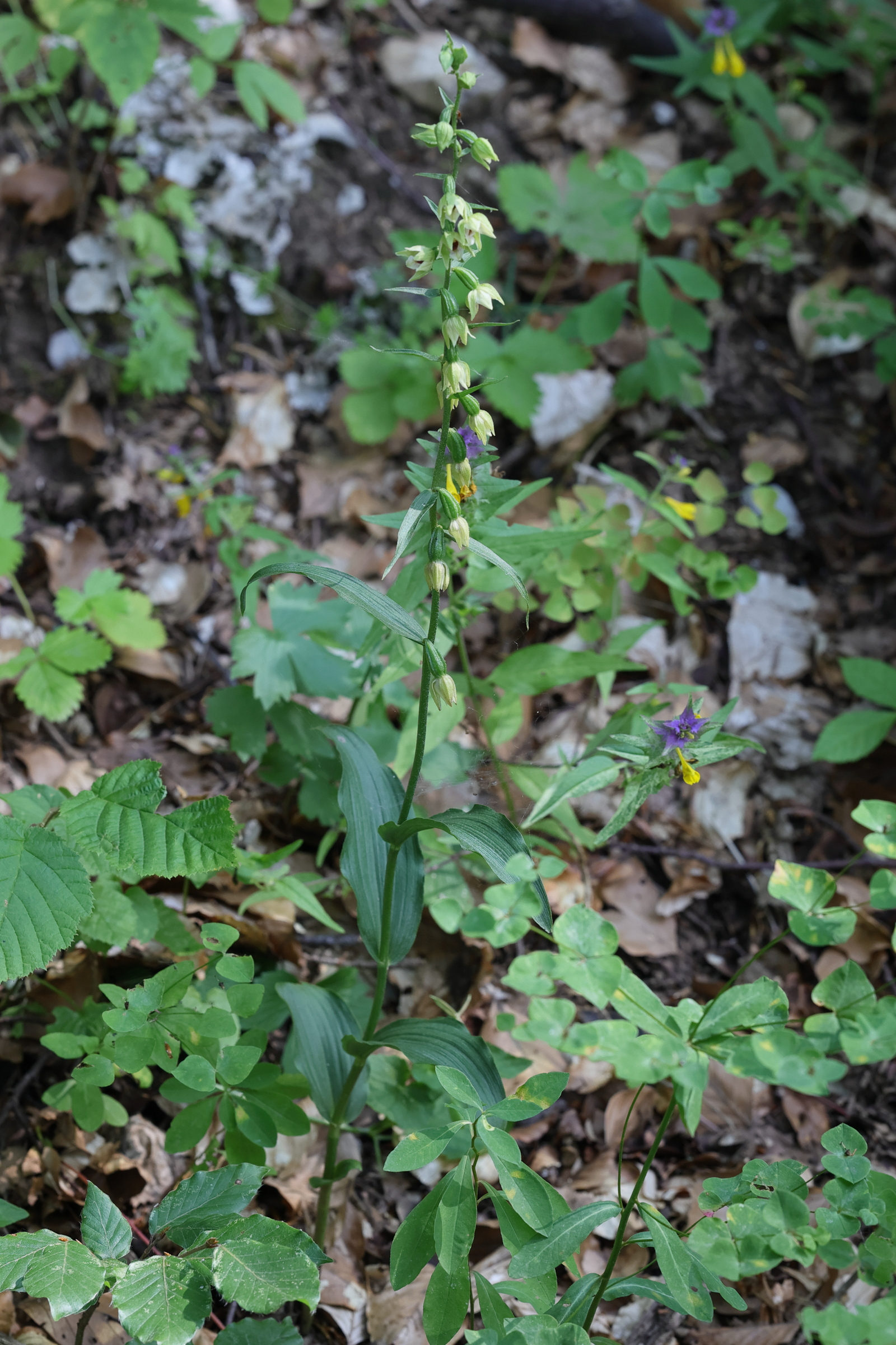 Afficher le média epipactis_leptochila1md epipactis_leptochila1md