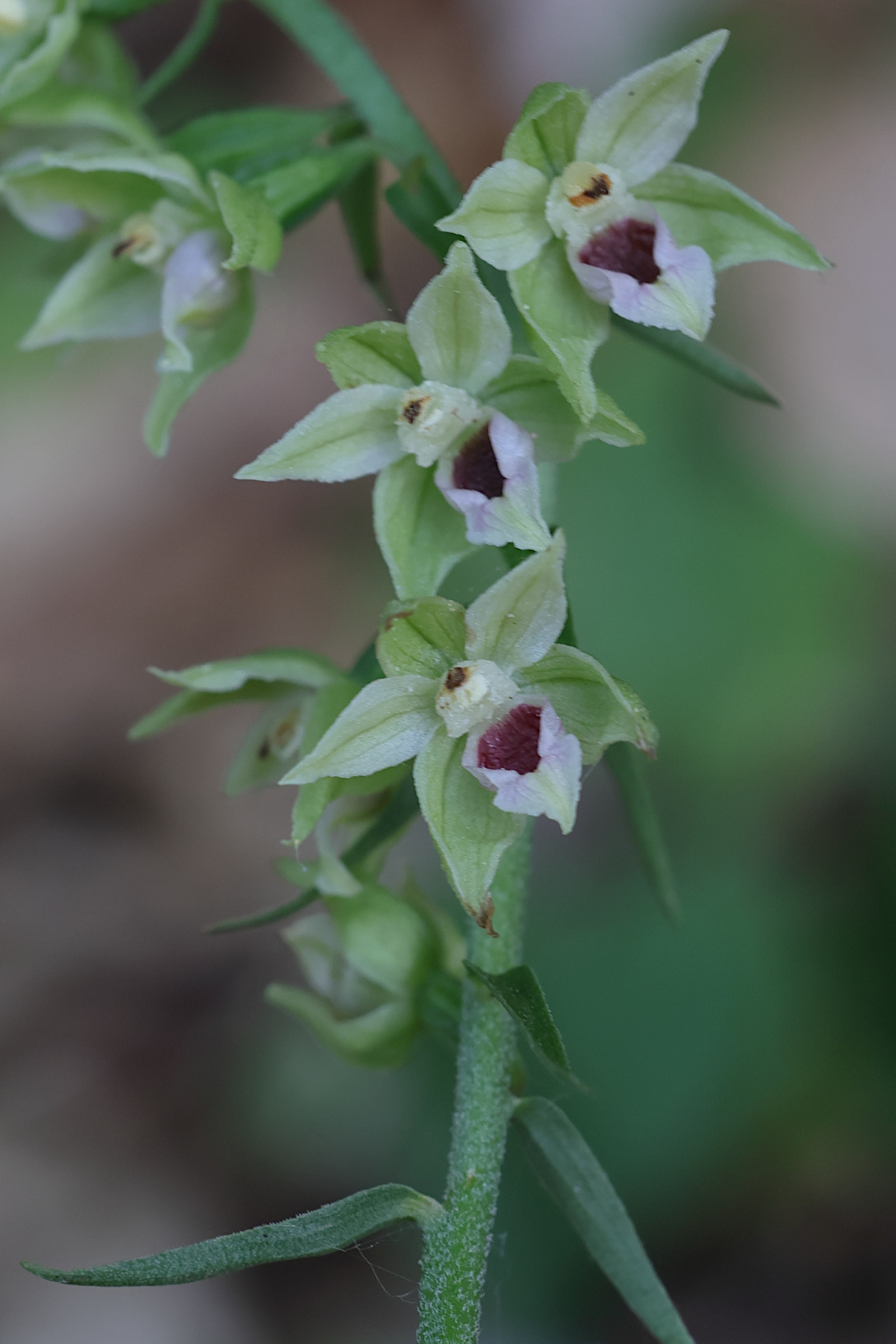 Afficher le média epipactis_leptochila2md epipactis_leptochila2md