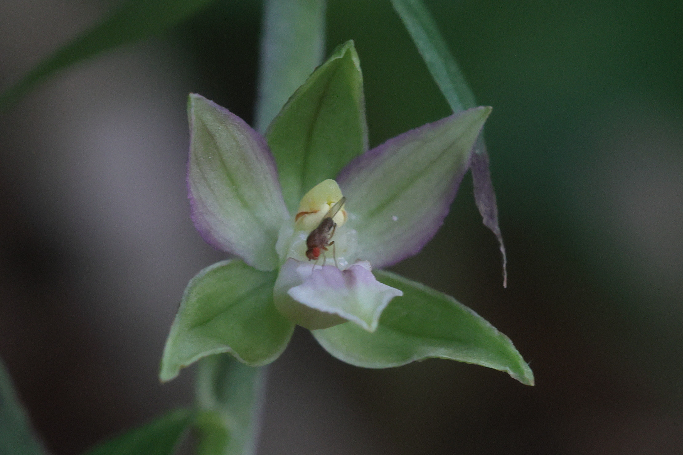 Afficher le média epipactis_leptochila3md epipactis_leptochila3md