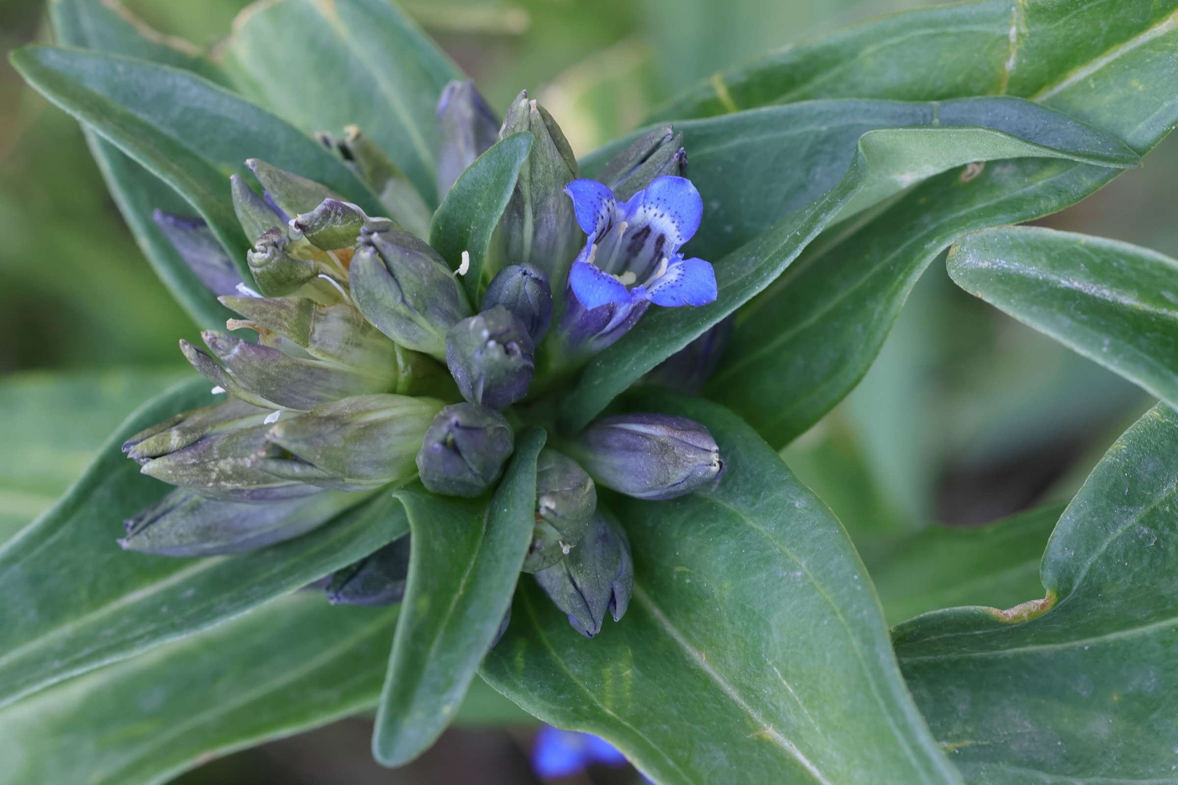 gentiana_cruciata1amd