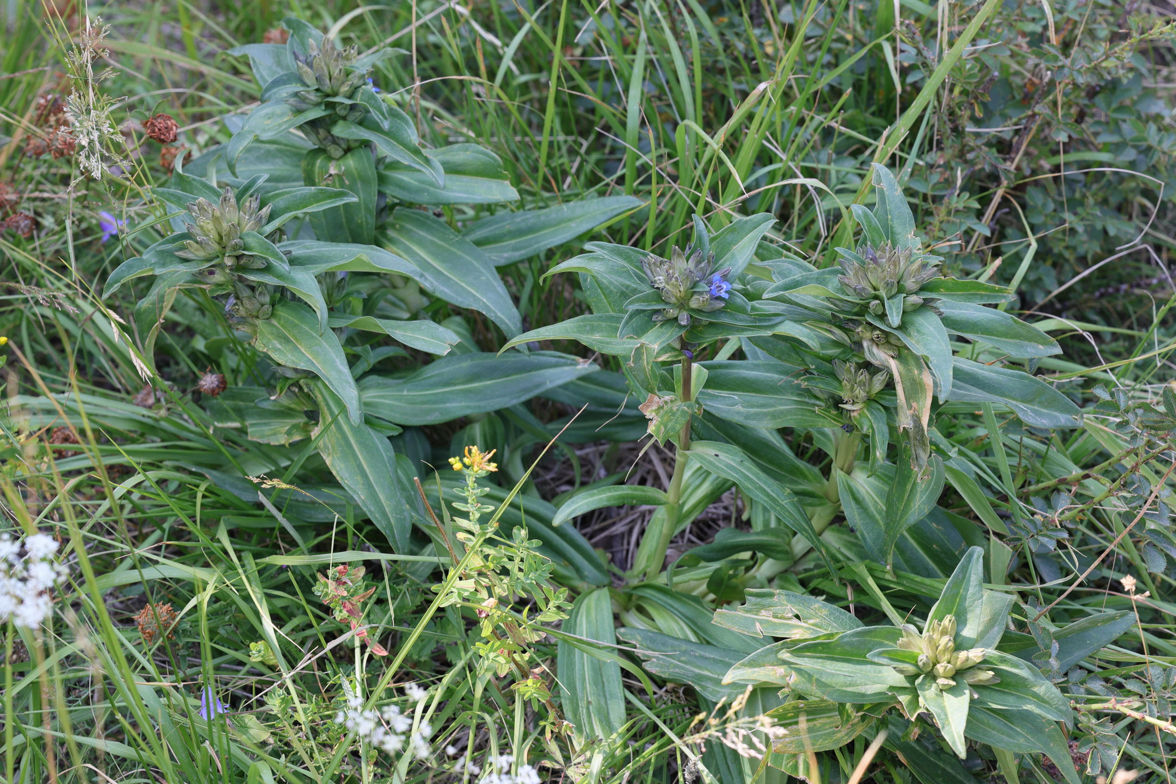 gentiana_cruciata1bmd