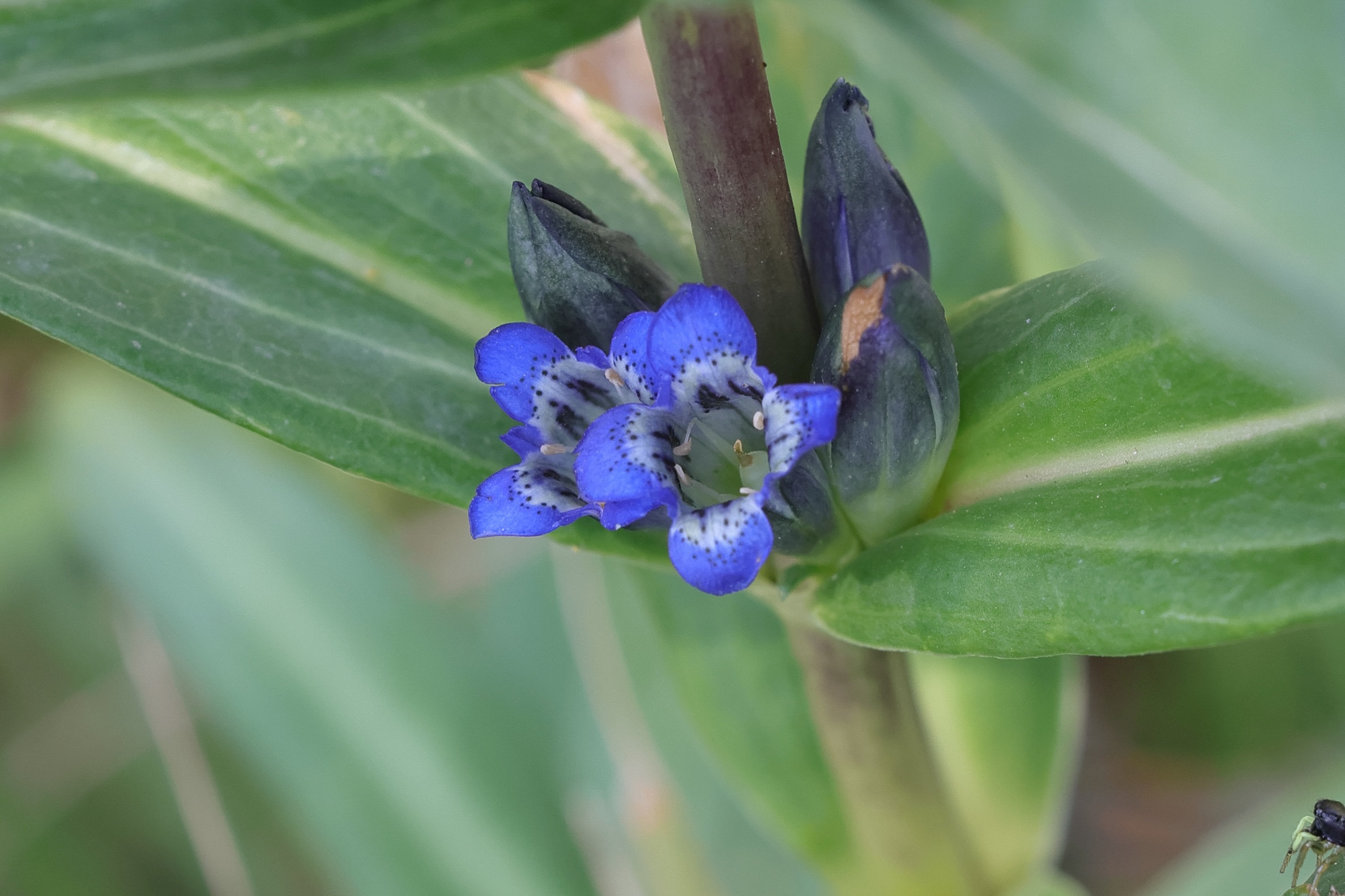 gentiana_cruciata2amd