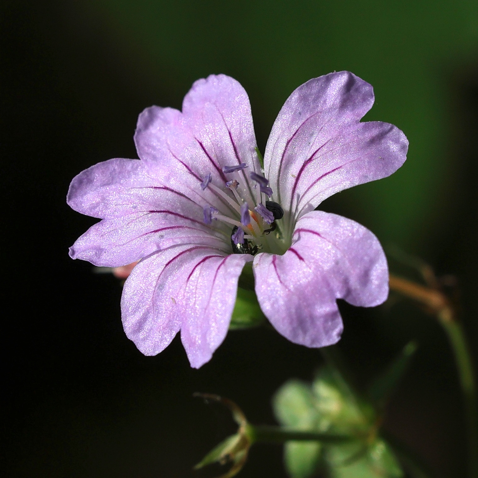 geranium_nodosum6md