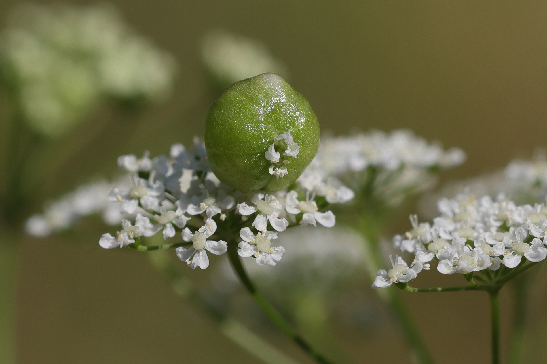 kiefferia_pericarpiicola_galle3md