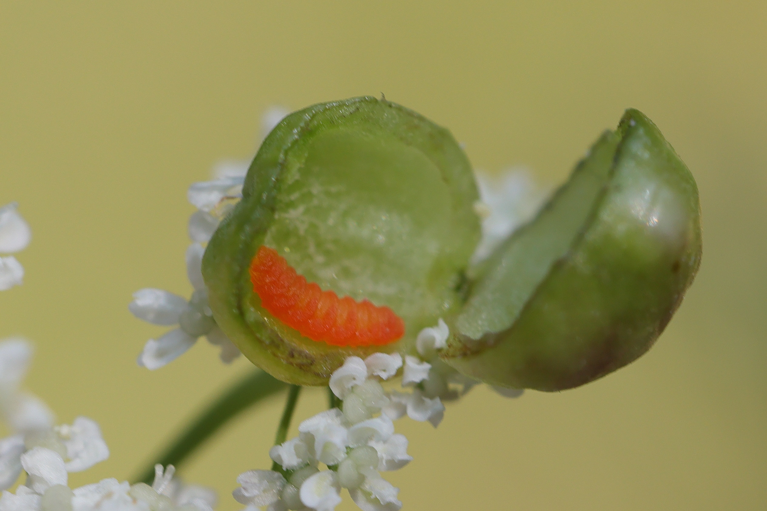 kiefferia_pericarpiicola_larve1md
