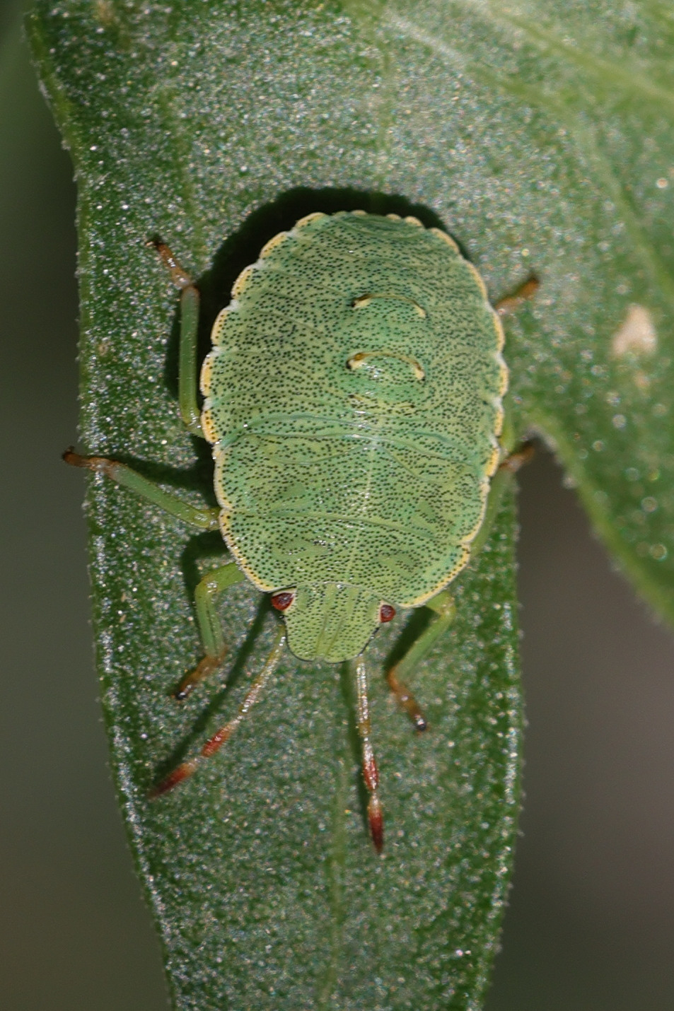 palomena_prasina12md