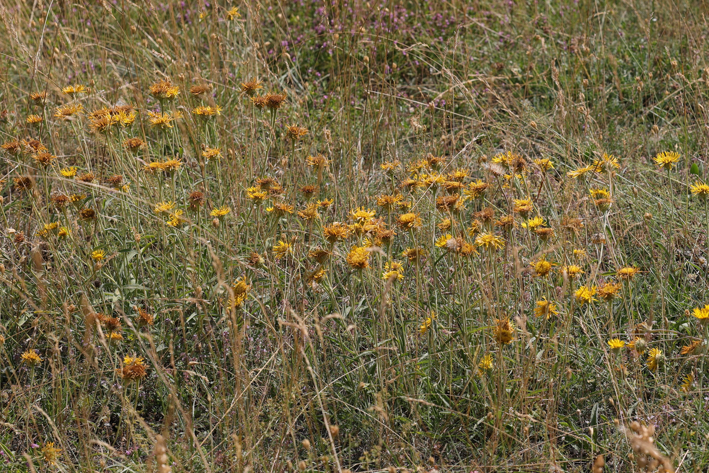 pentanema_montanum1md