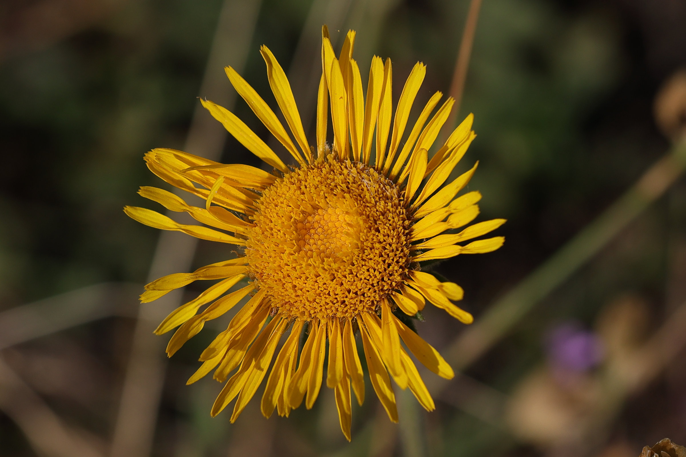 pentanema_montanum2md