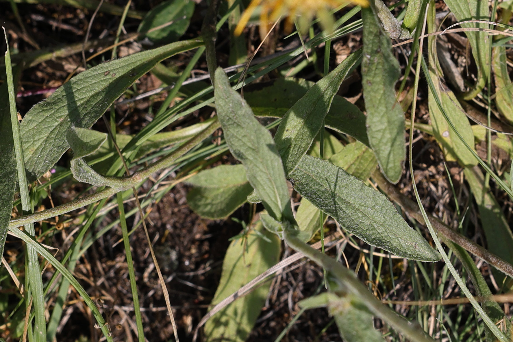 pentanema_montanum5md