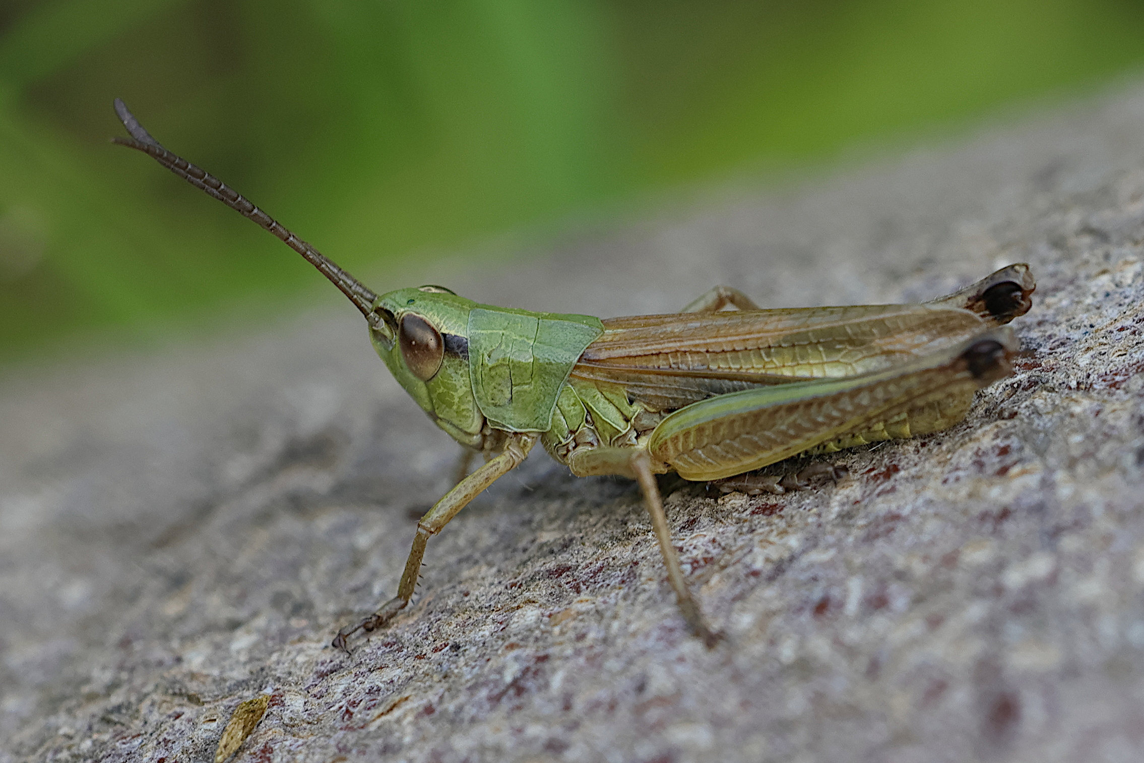 pseudochorthippus_parallelus9md