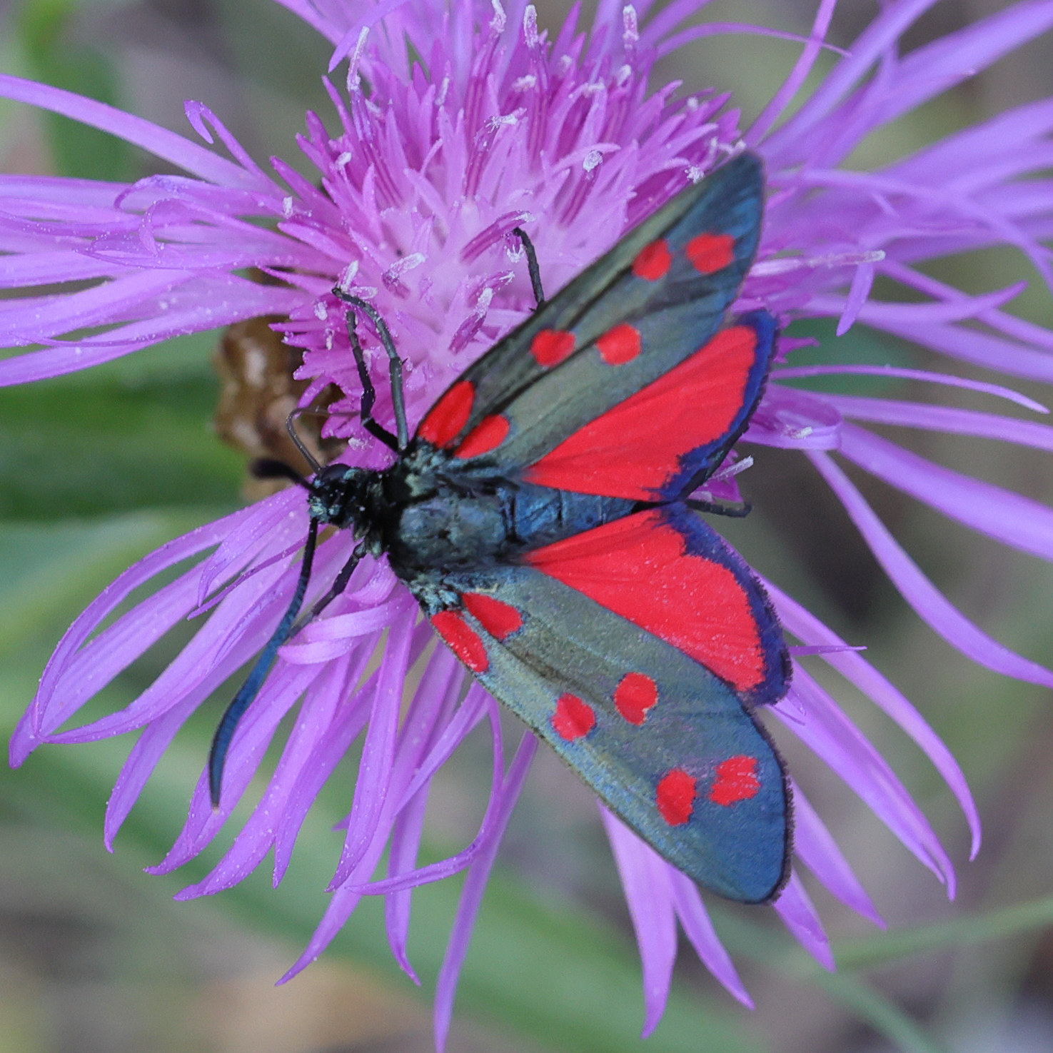 zygaena_transalpina4md