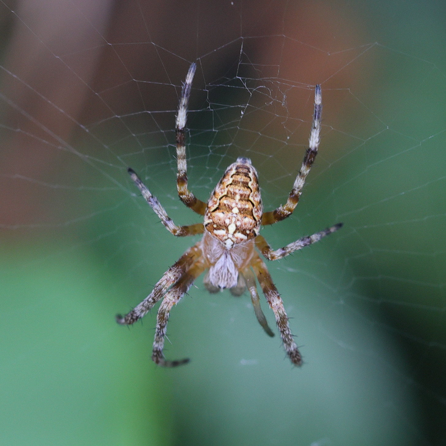 araneus_diadematus1md