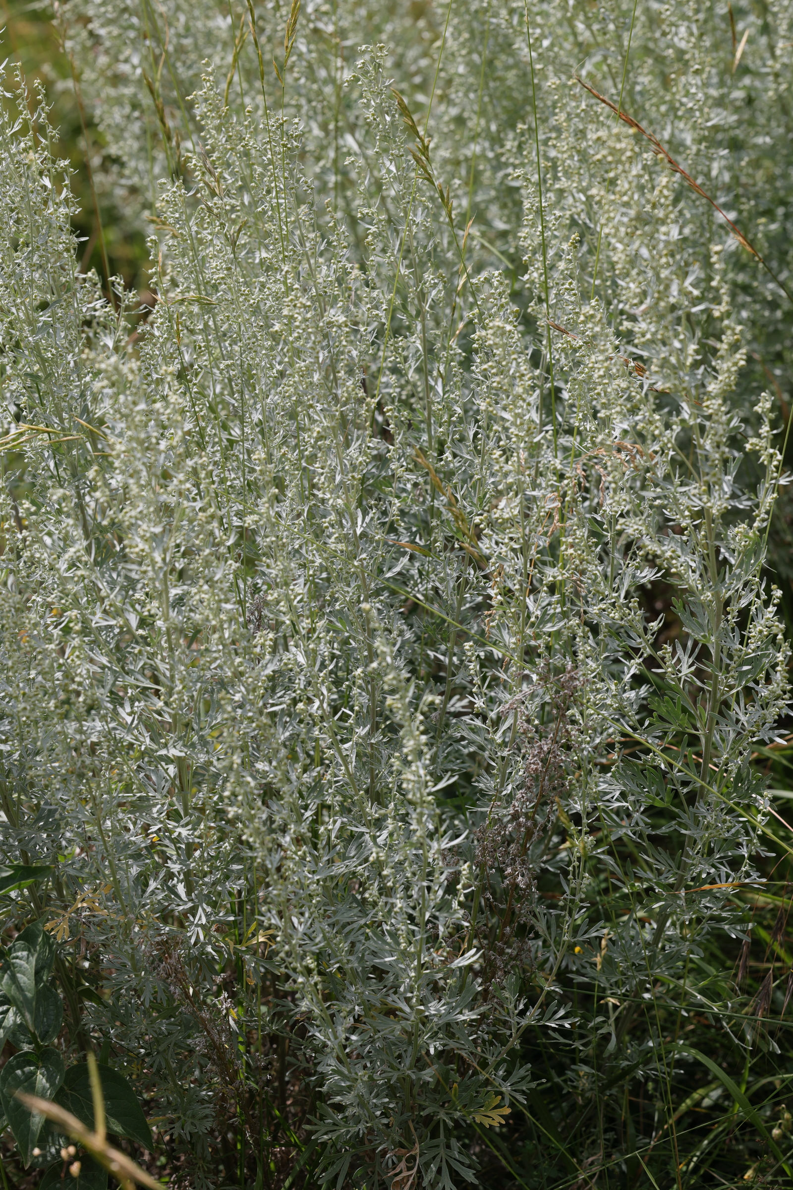 artemisia_absinthium1md