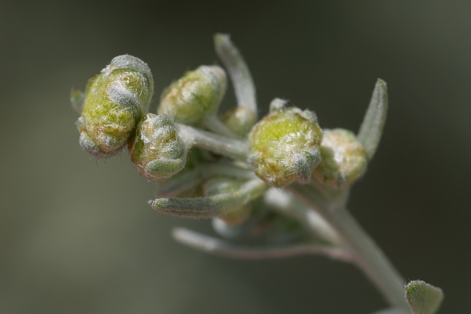 artemisia_absinthium2amd