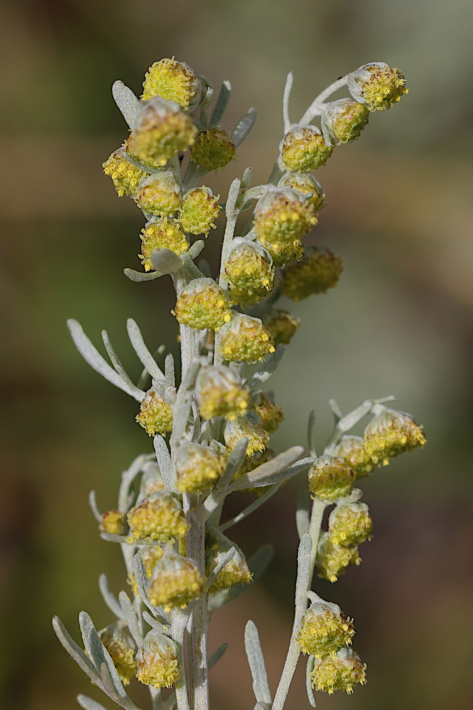 artemisia_absinthium2bmd