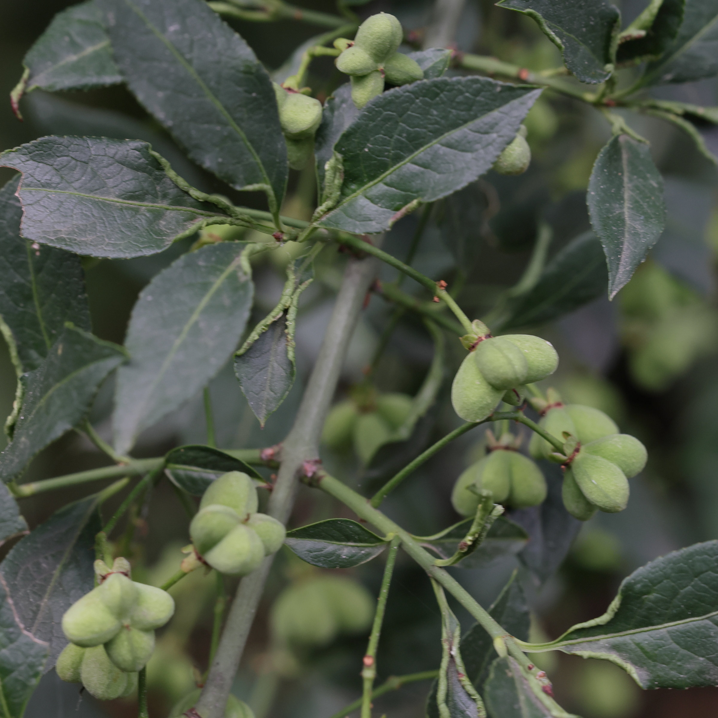 euonymus_europaeus8md