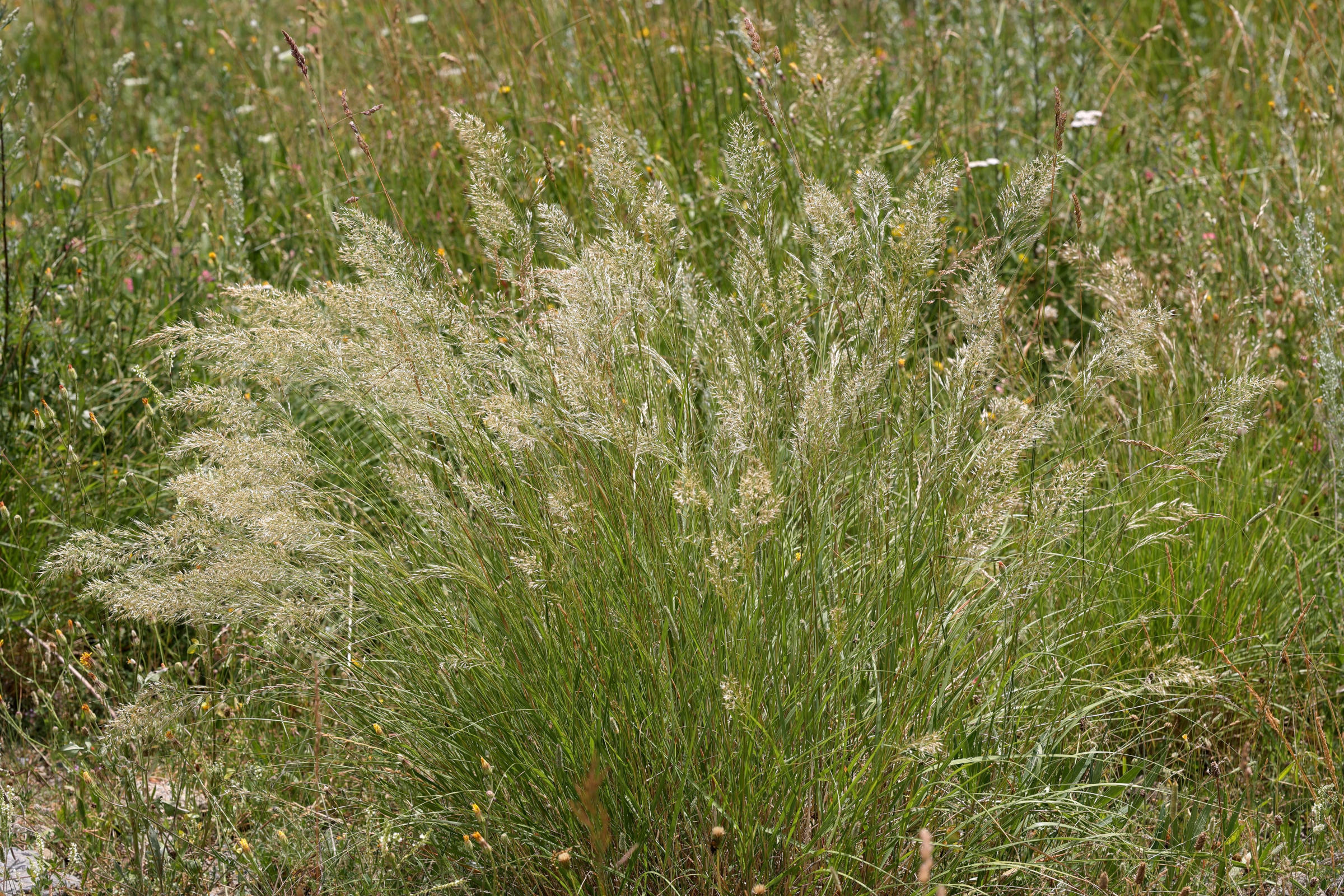 achnatherum_calamagrostis2md