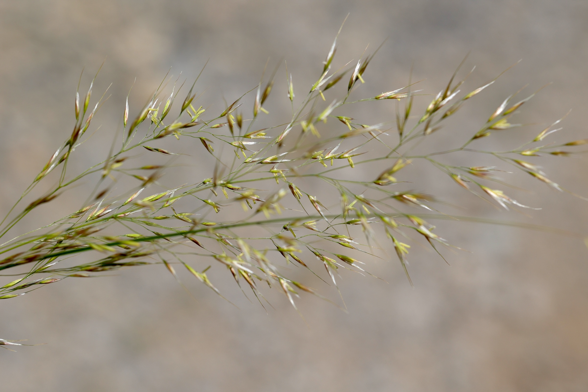 achnatherum_calamagrostis3md