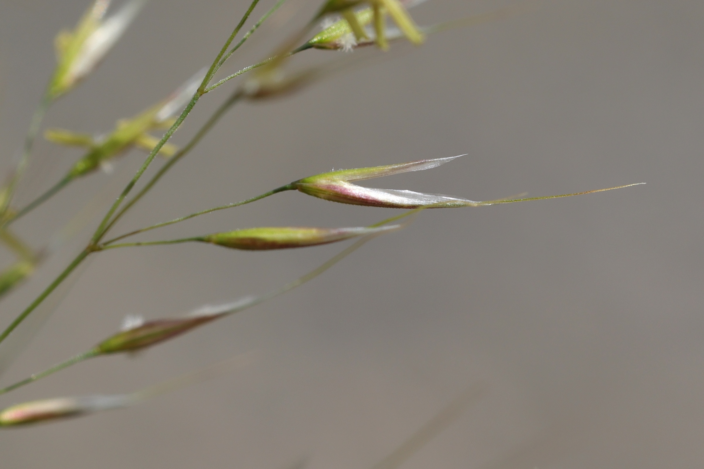 achnatherum_calamagrostis4md