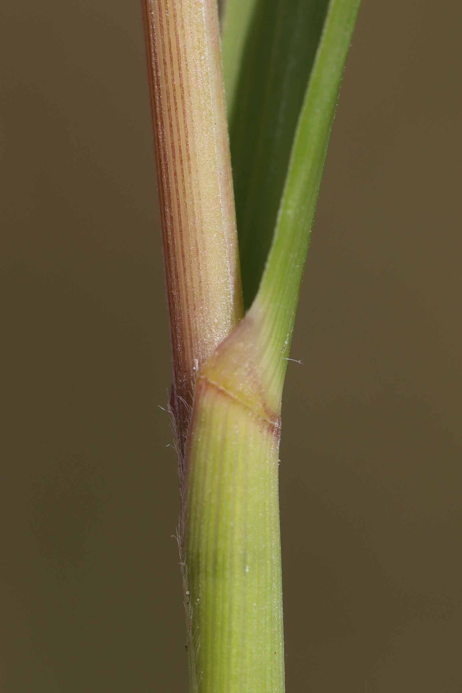 achnatherum_calamagrostis5md