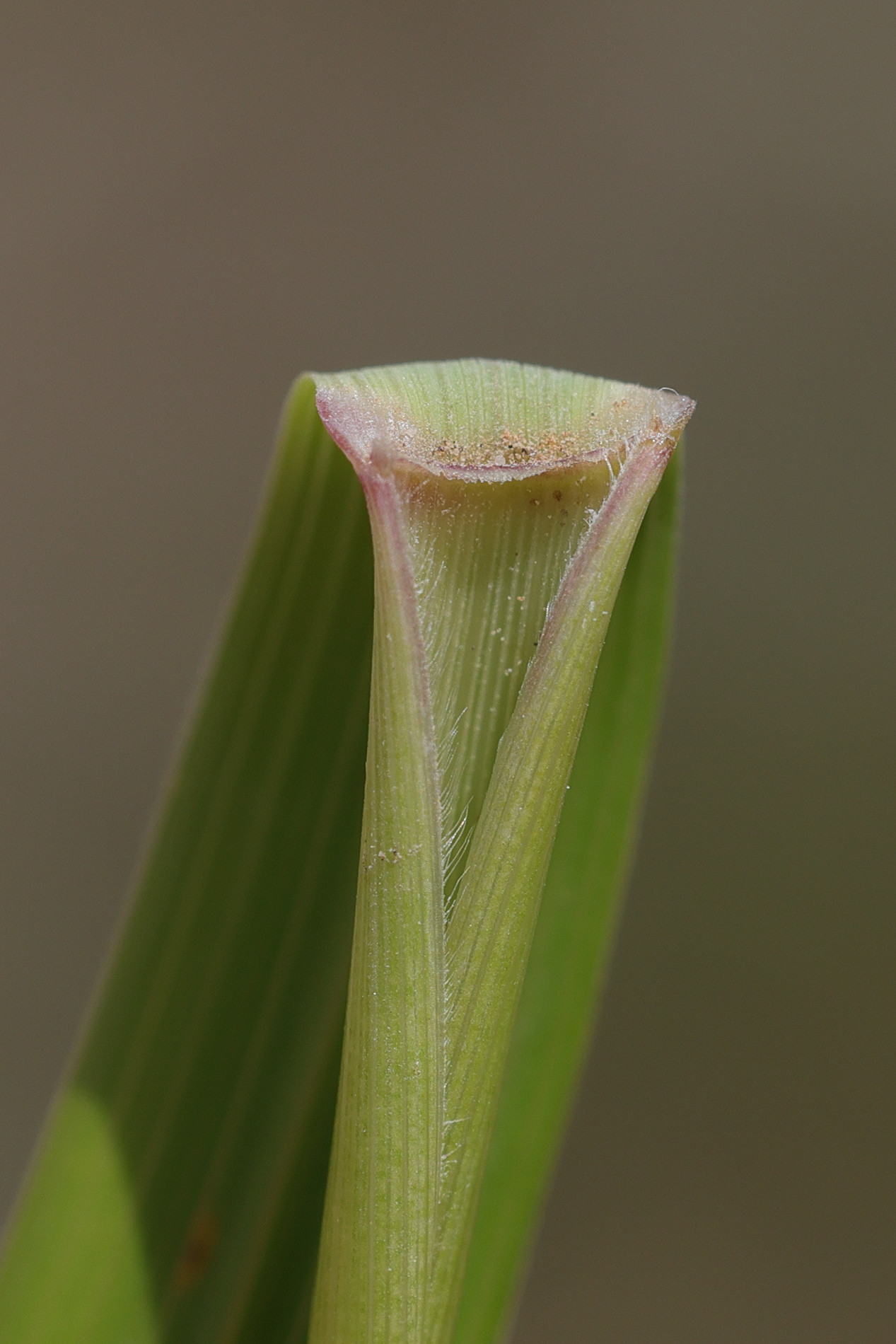 achnatherum_calamagrostis6md