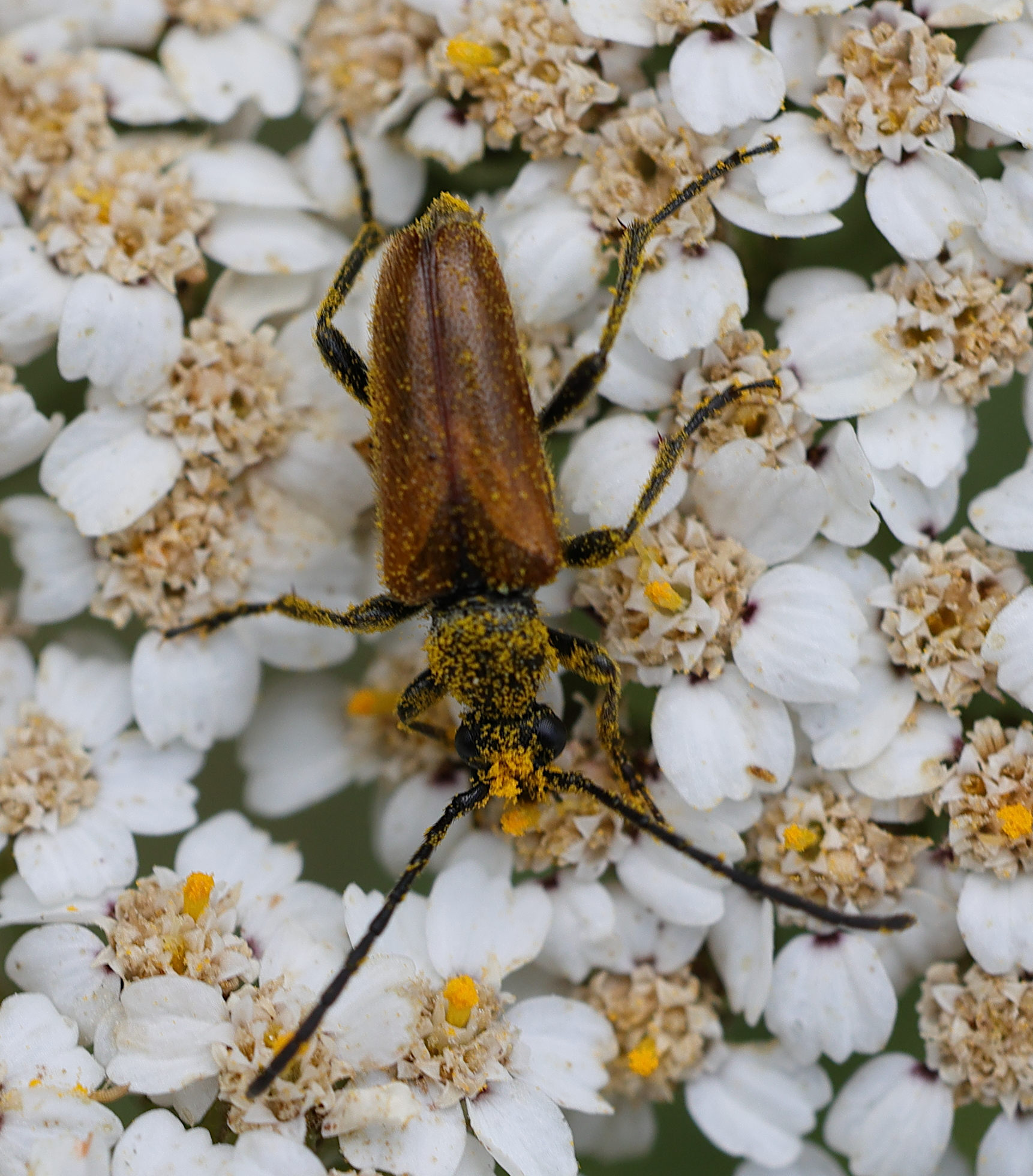 acmaeops_septentrionis1md