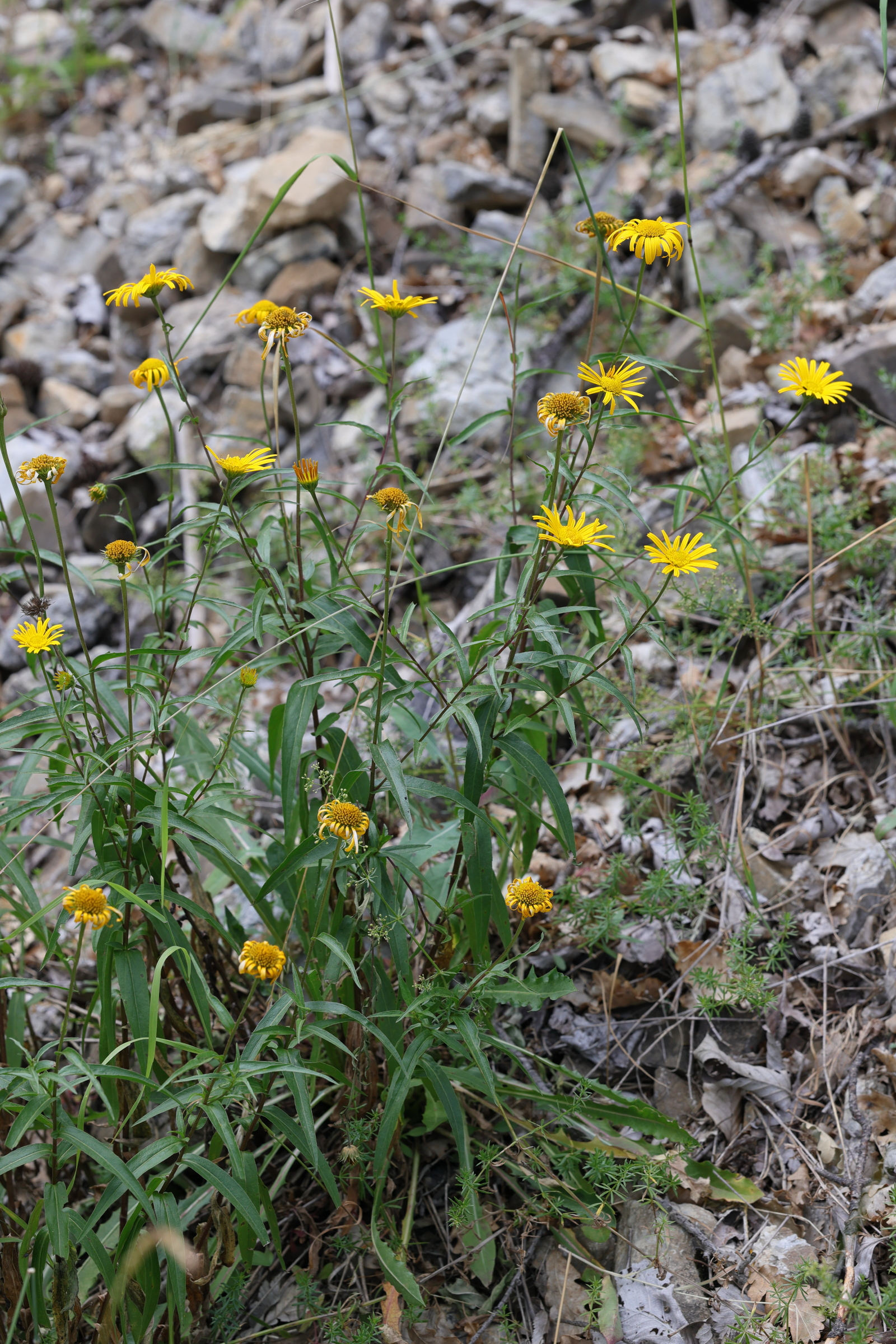 buphthalmum_salicifolium2md