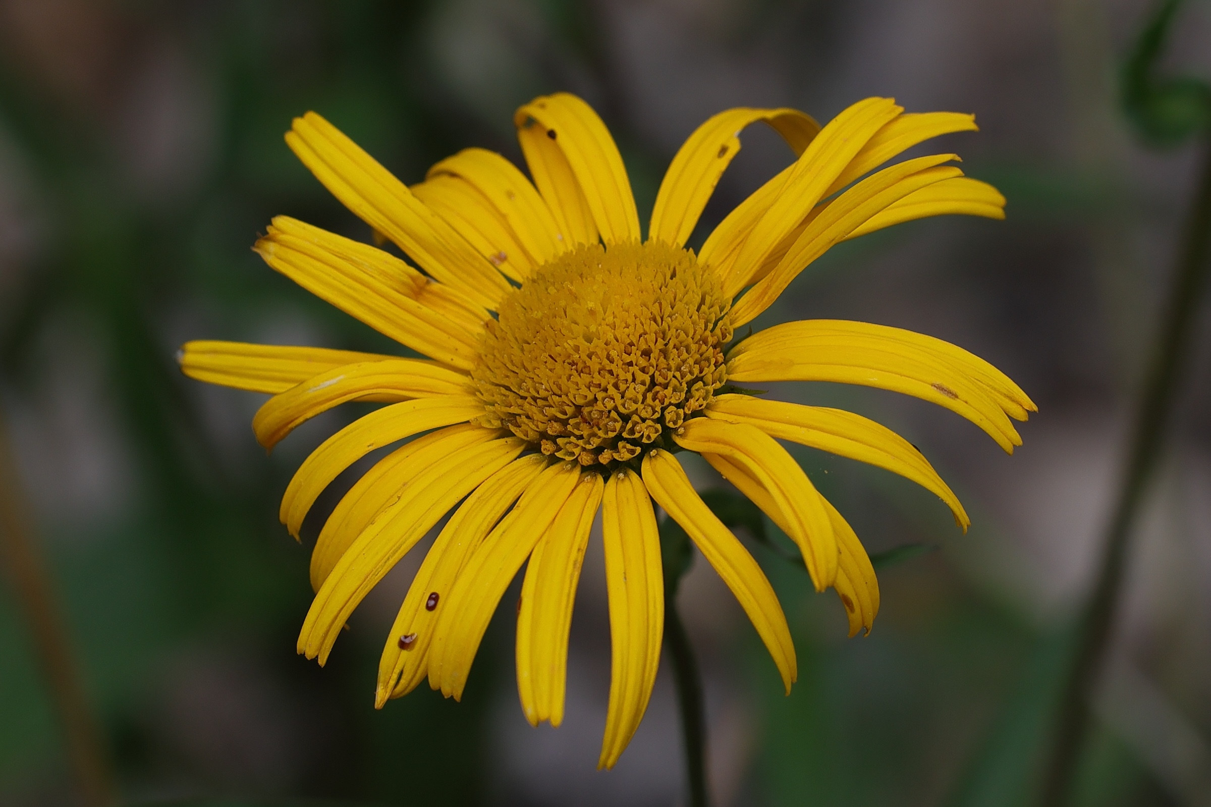 buphthalmum_salicifolium3md