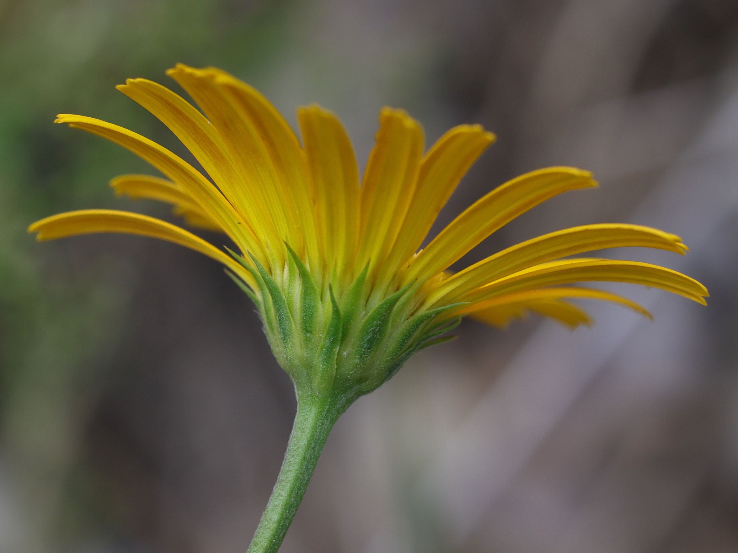 buphthalmum_salicifolium4md