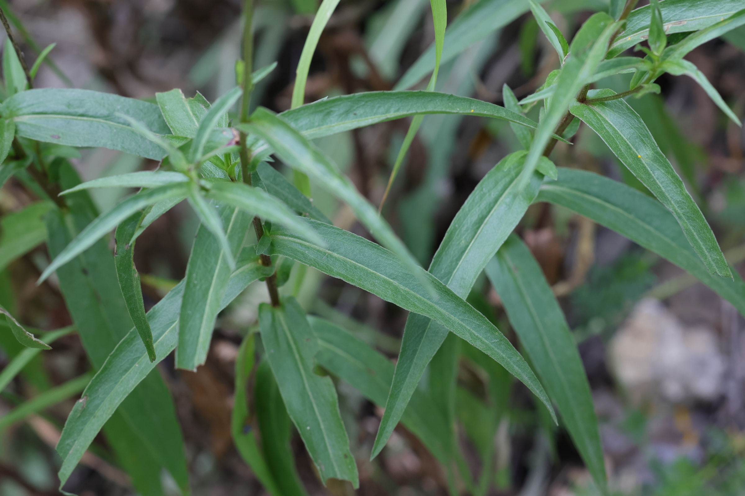 buphthalmum_salicifolium5md