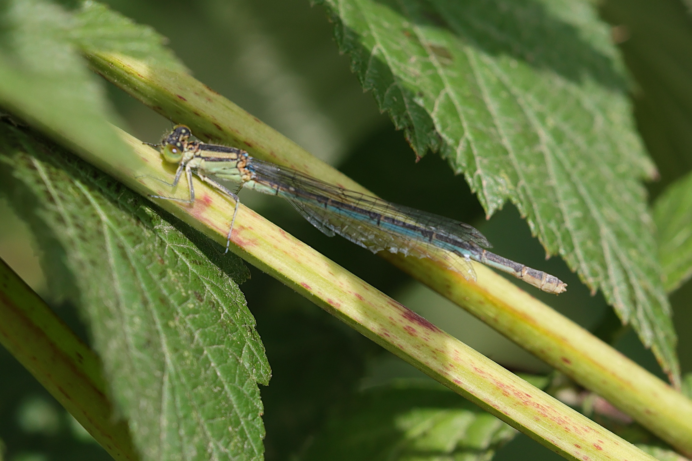 erythromma_lindenii-6mdjpg