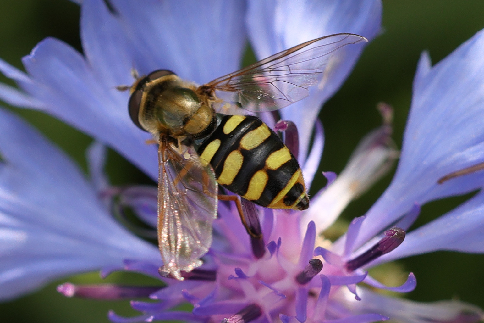 eupeodes_corollae1md