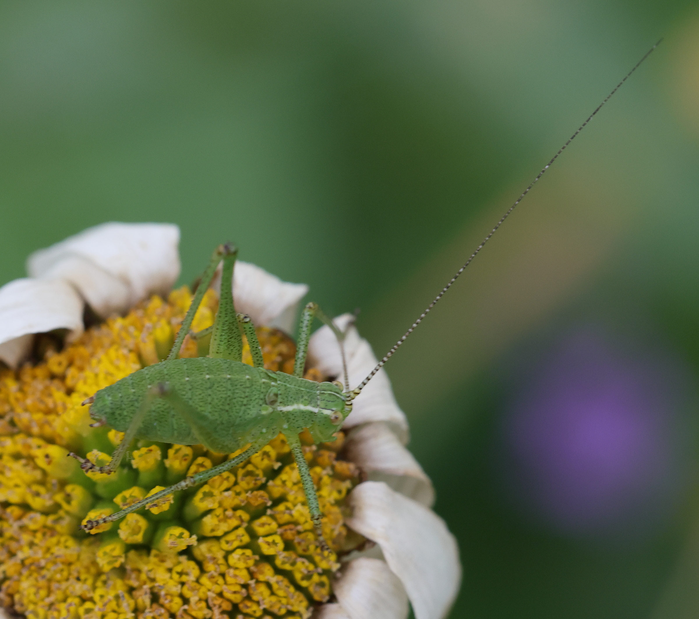 leptophyes_punctatissima9md