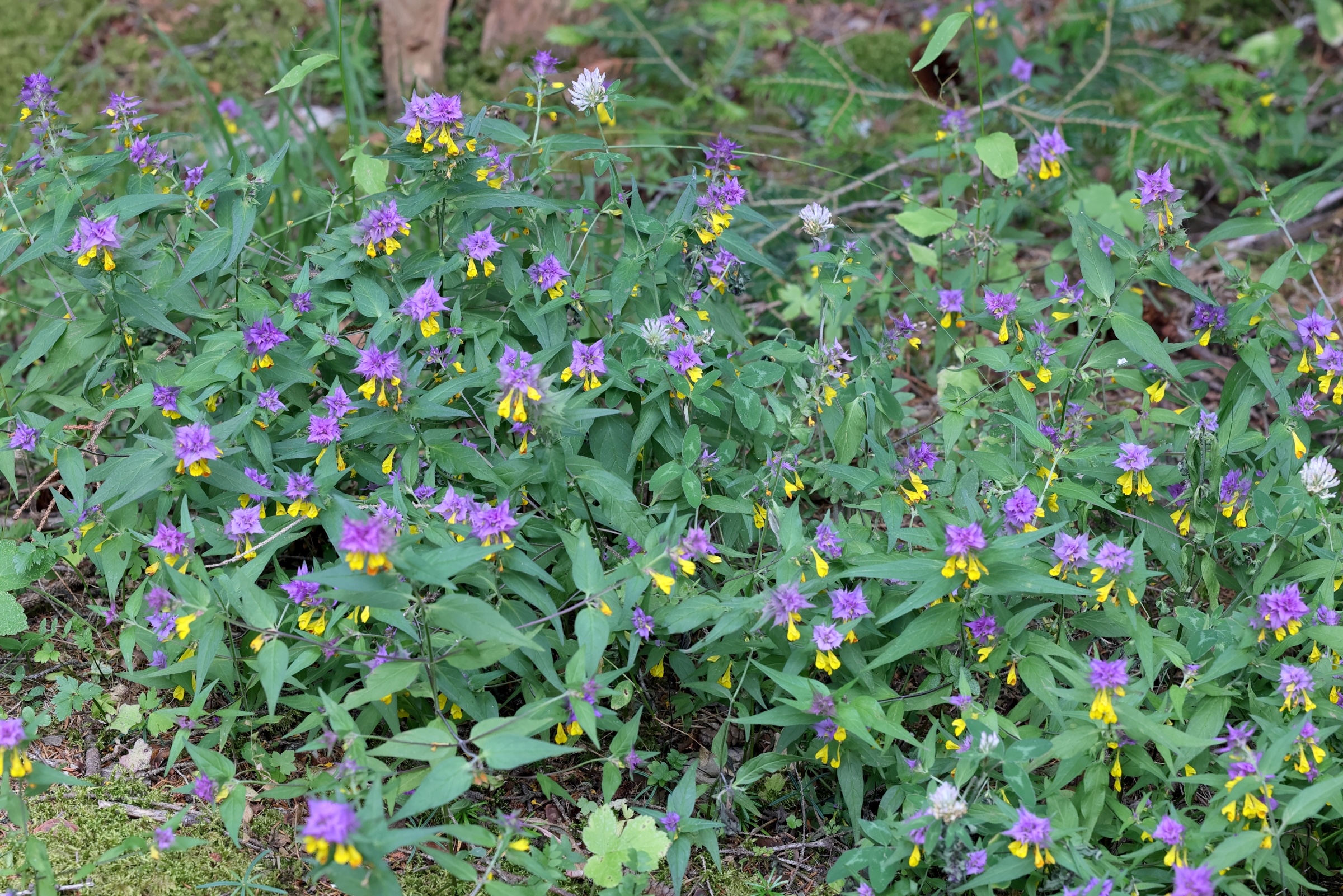 Afficher le média melampyrum_catalaunicum1md melampyrum_catalaunicum1md