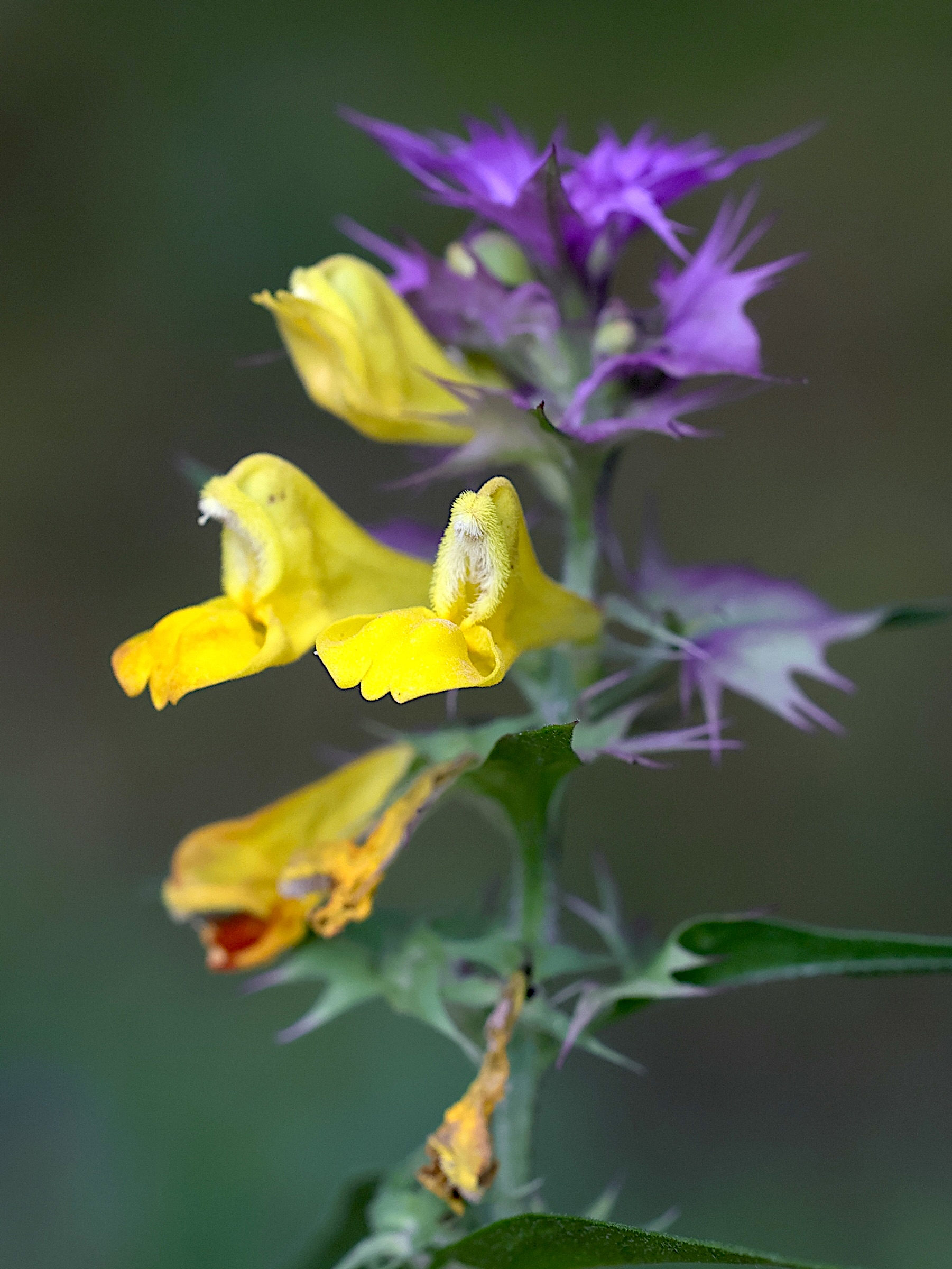 Afficher le média melampyrum_catalaunicum2md melampyrum_catalaunicum2md