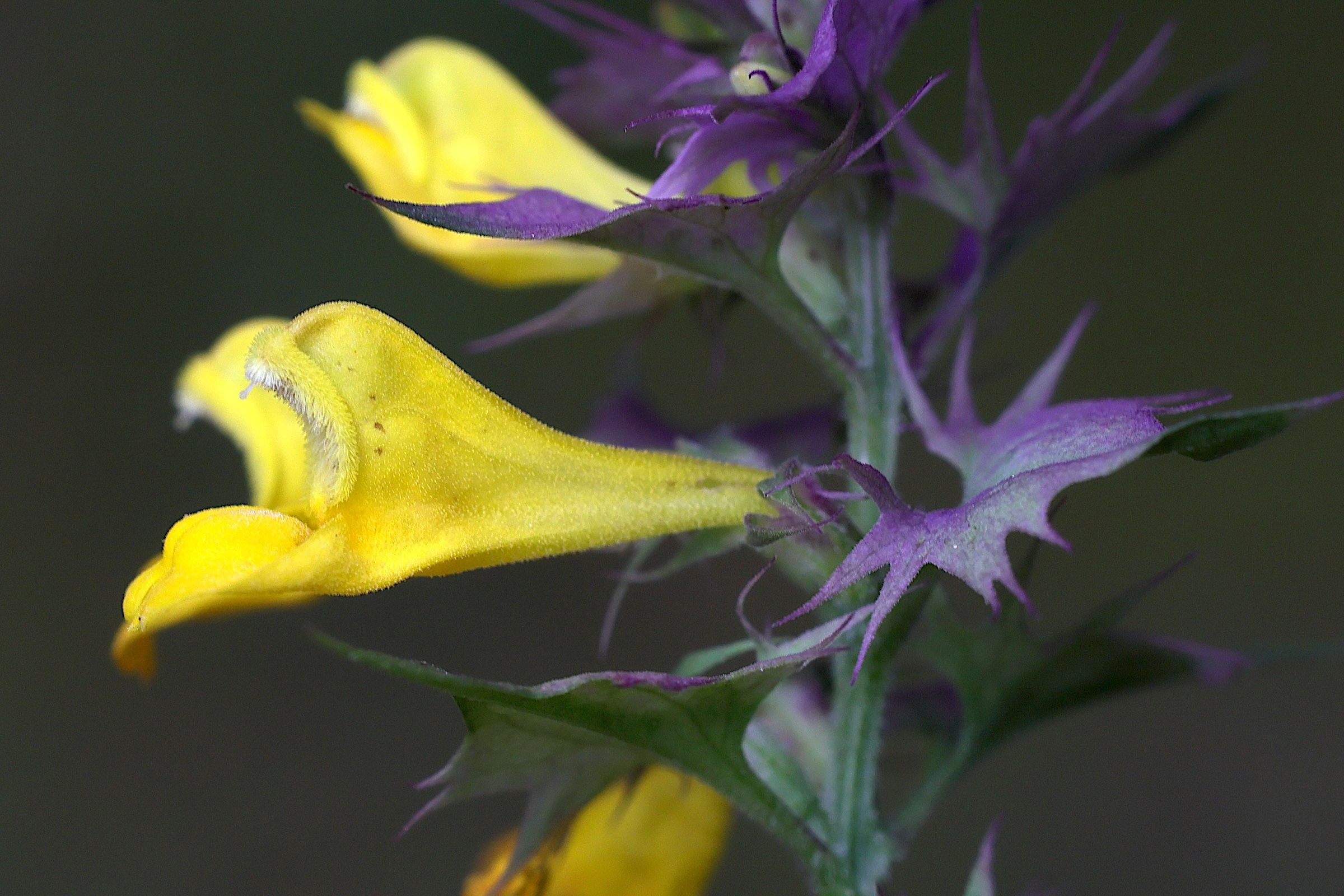 Afficher le média melampyrum_catalaunicum3md melampyrum_catalaunicum3md