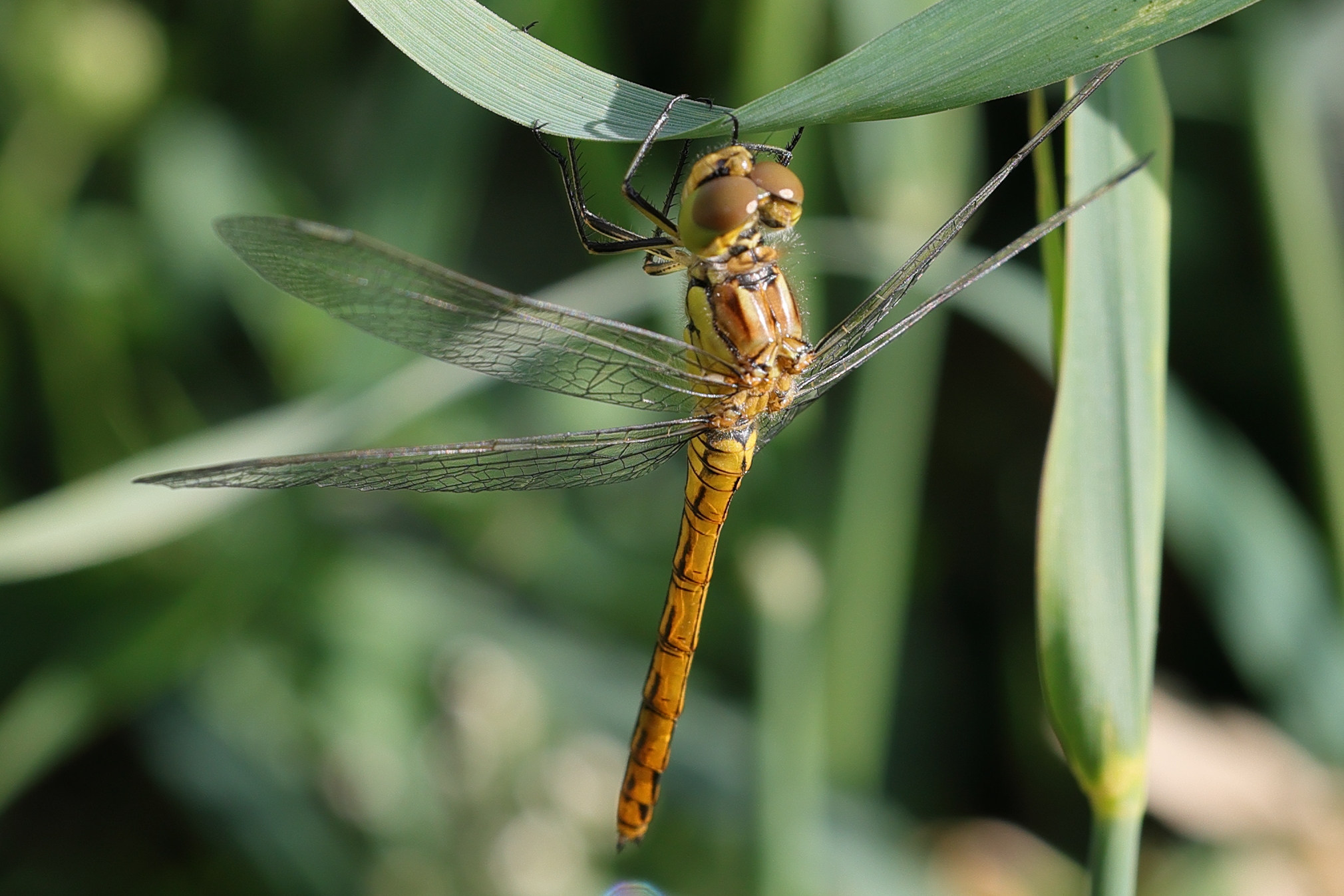 Afficher le média sympetrum_striolatum6md sympetrum_striolatum6md