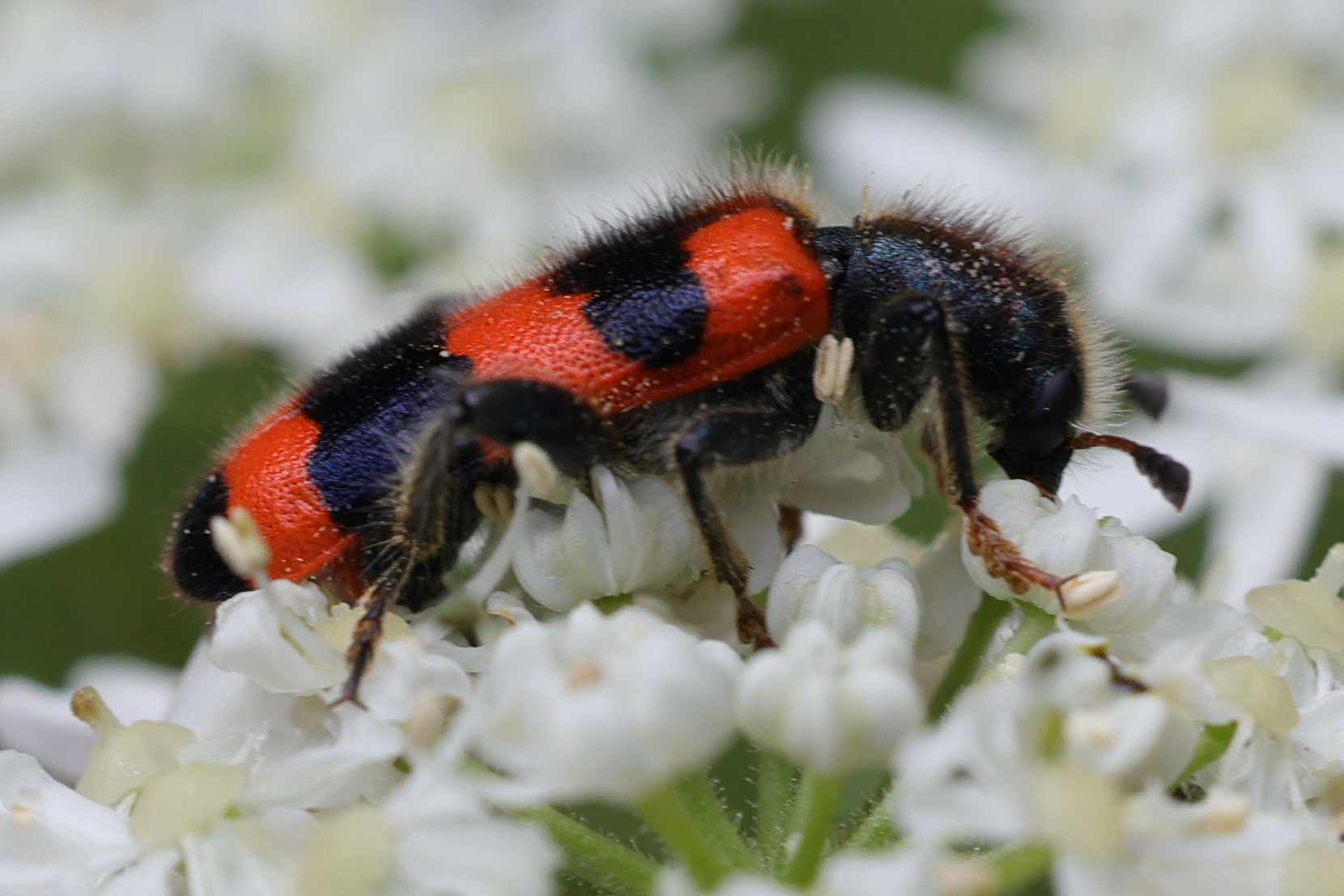 trichodes_apiarius6md