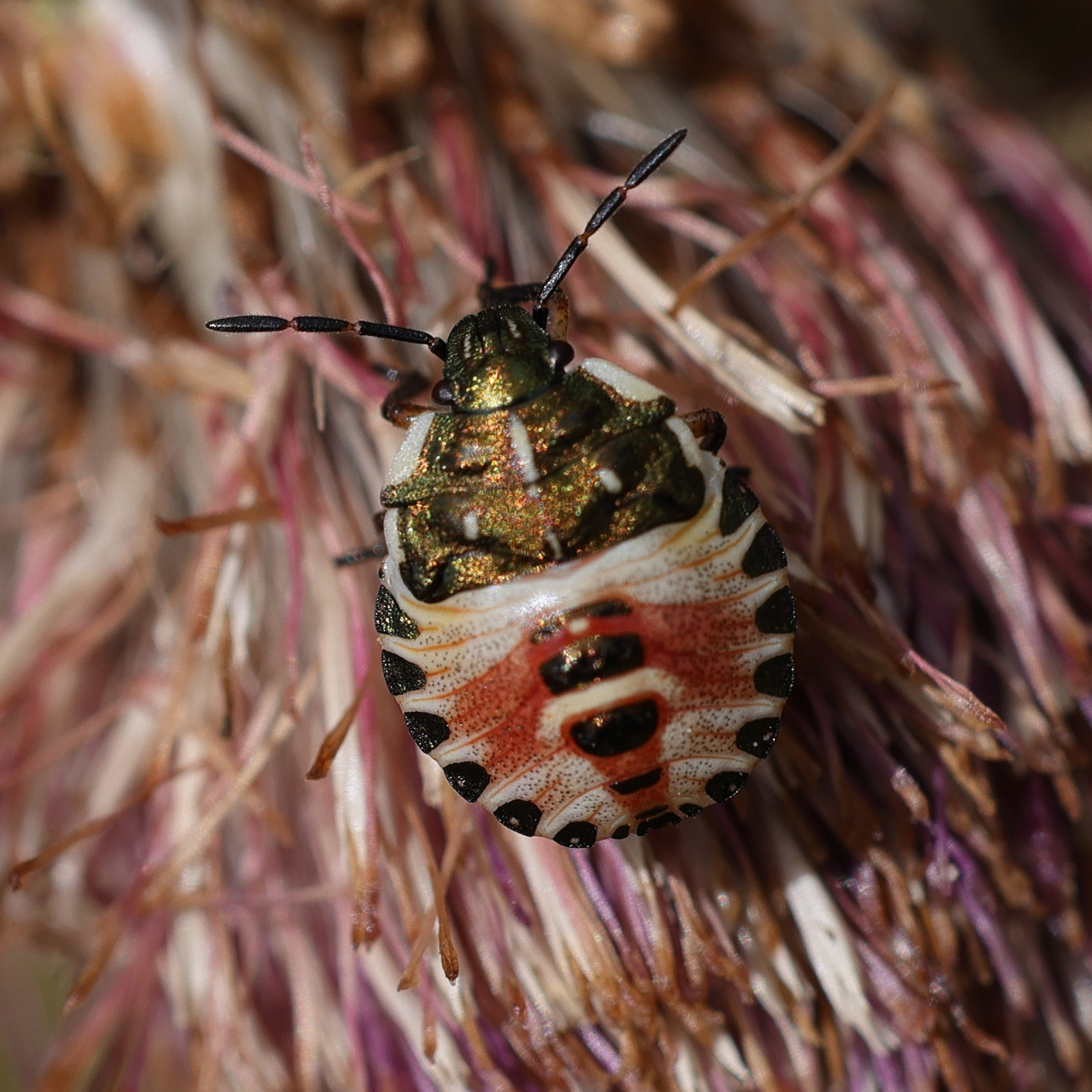 carpocoris_purpureipennis_juv2md