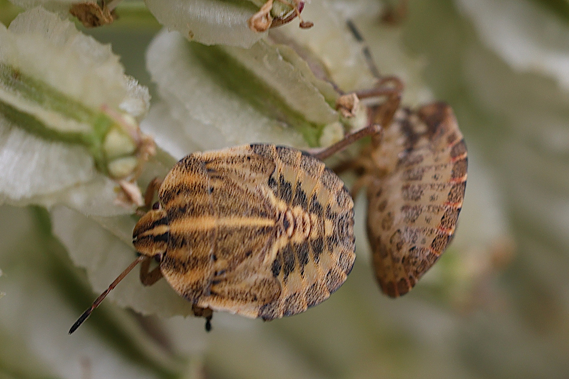 graphosoma_italicum_juv1md