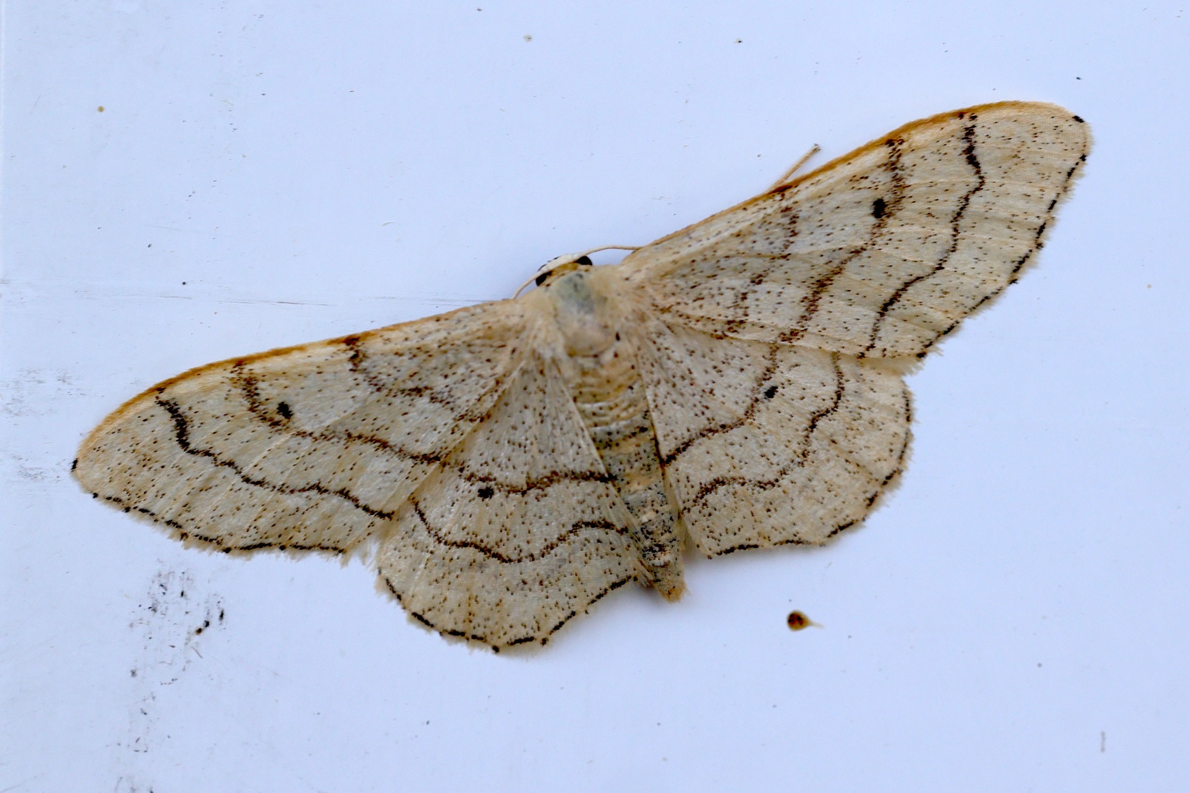idaea_aversata6md